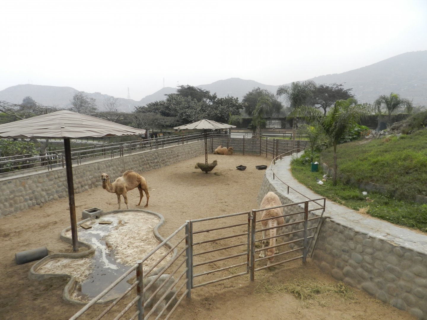 Dromedary/camel exhibit - Parque Zoológico Huachipa