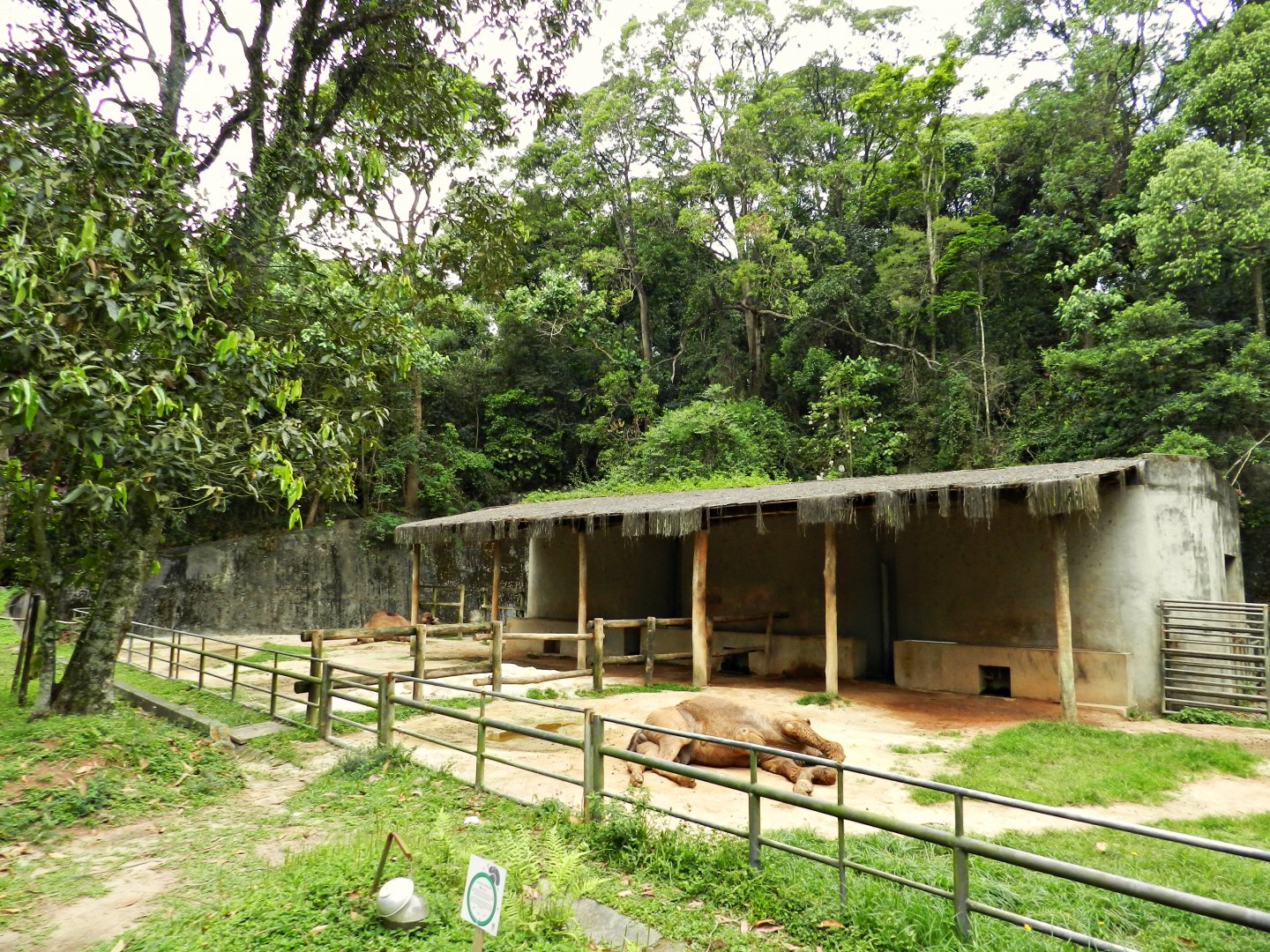 Dromedary camel exhibit - Zoo São Paulo