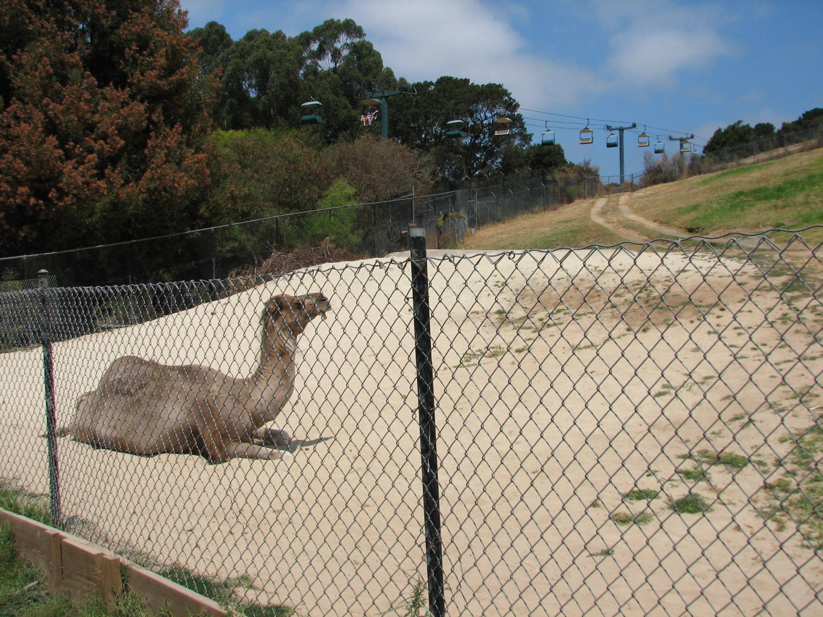 Dromedary Camel Exhibit