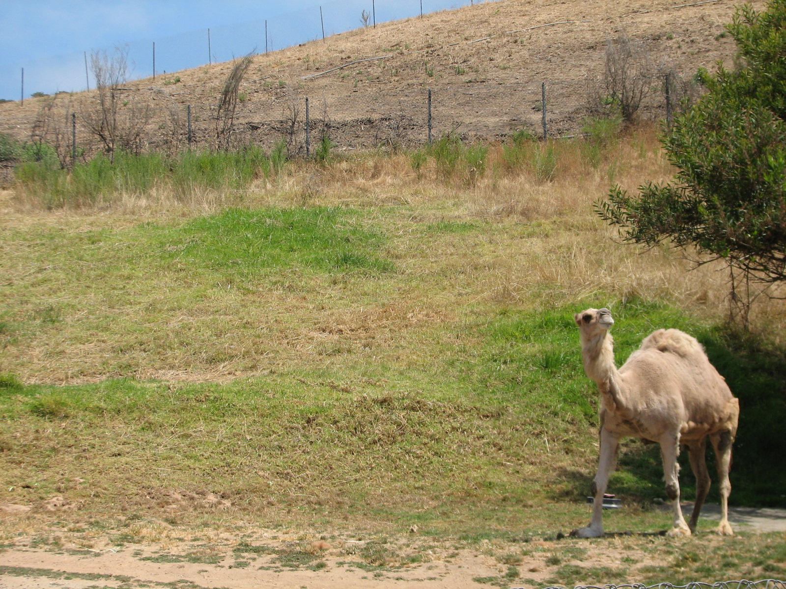 Dromedary Camel Exhibit