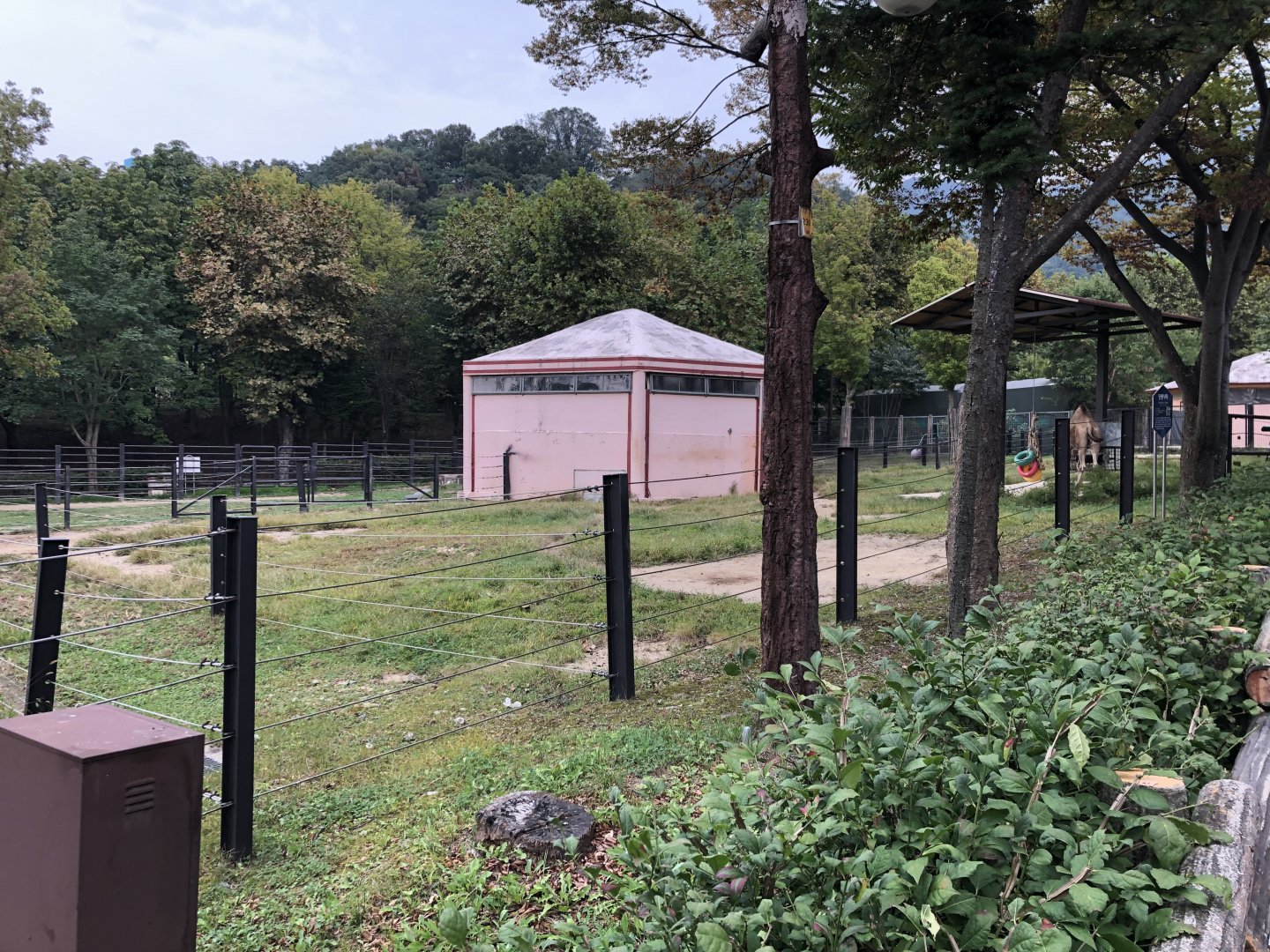 Dromedary Camel Exhibit