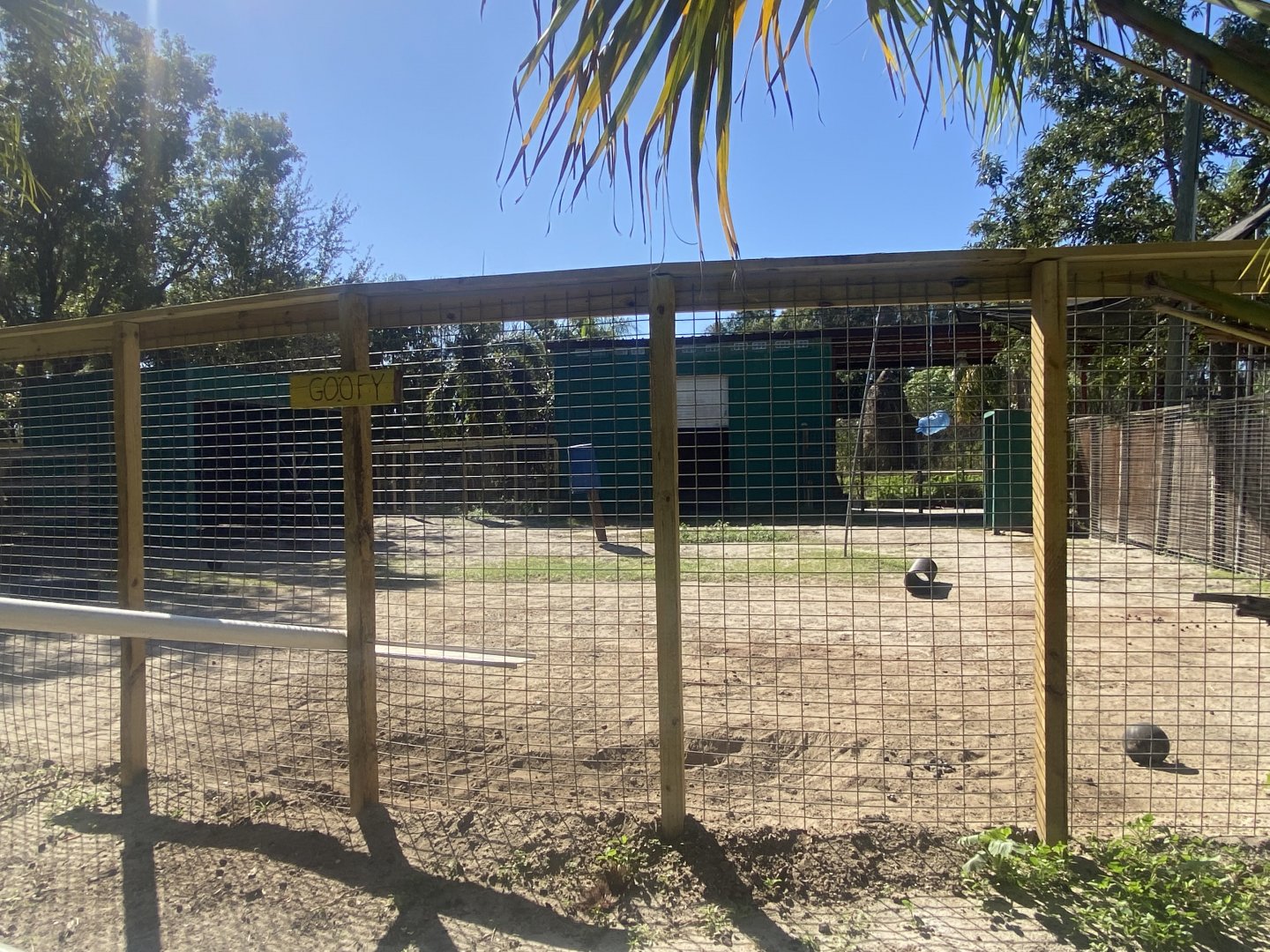 Dromedary Camel Exhibit