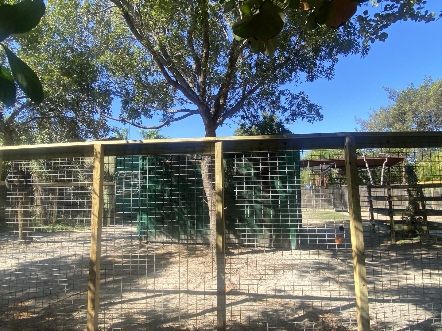 Dromedary Camel Exhibit
