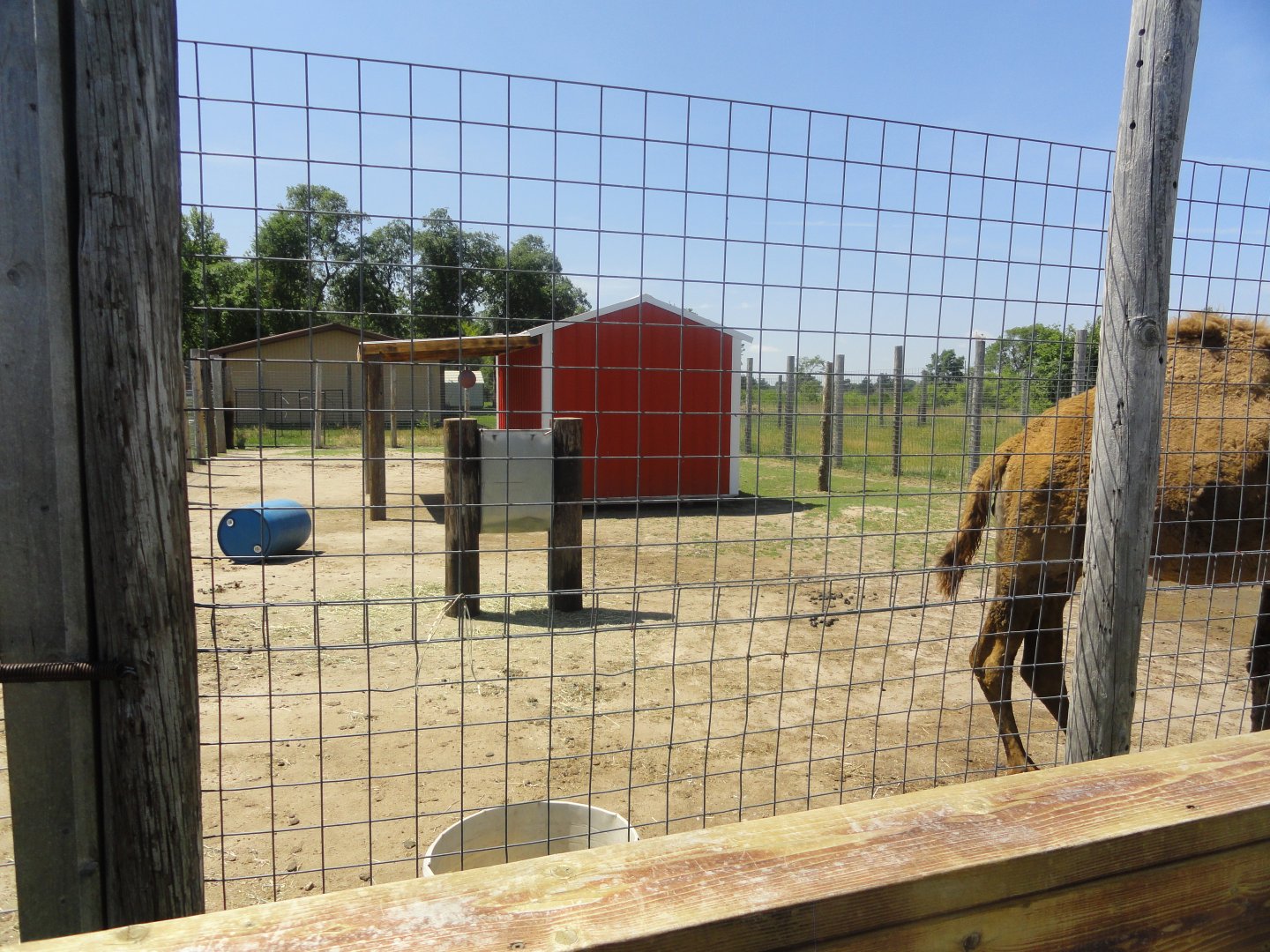 Dromedary Camel Exhibit