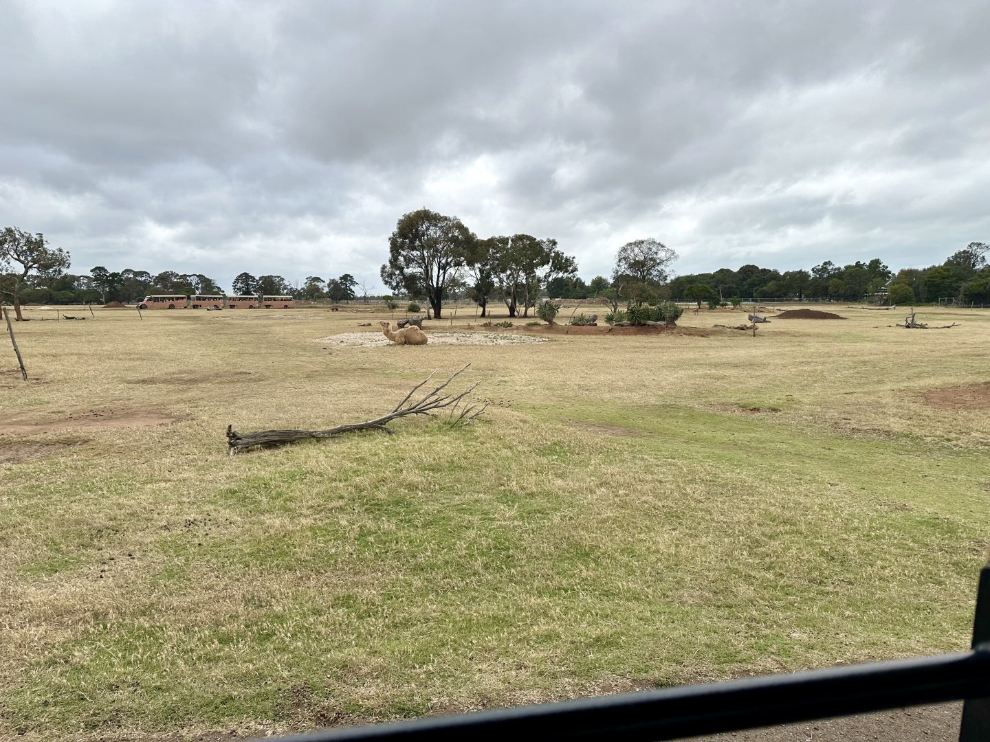 Dromedary Camel Exhibit