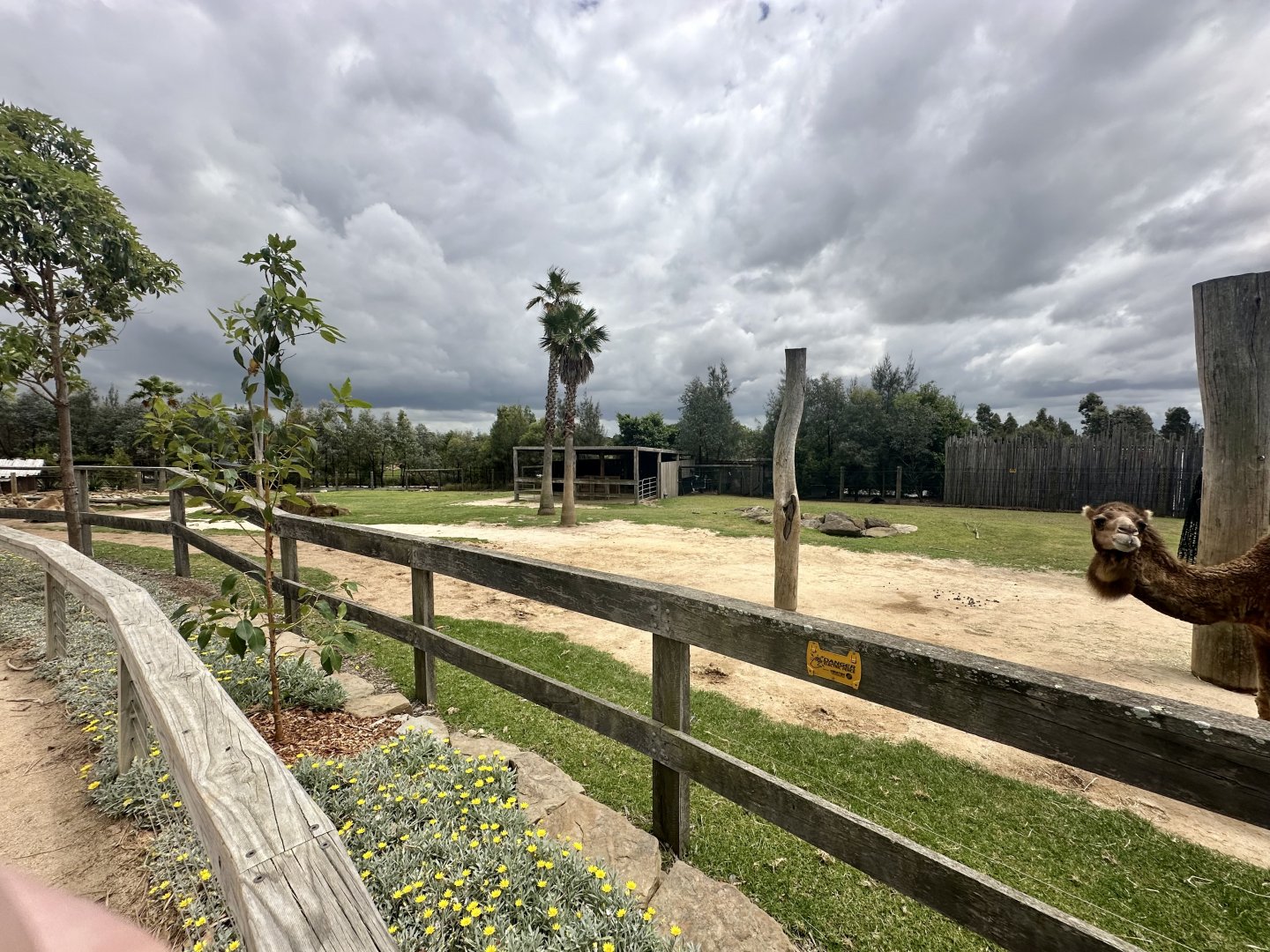 Dromedary Camel Exhibit