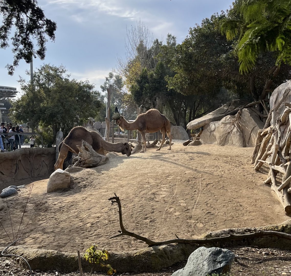 Dromedary camel exhibit