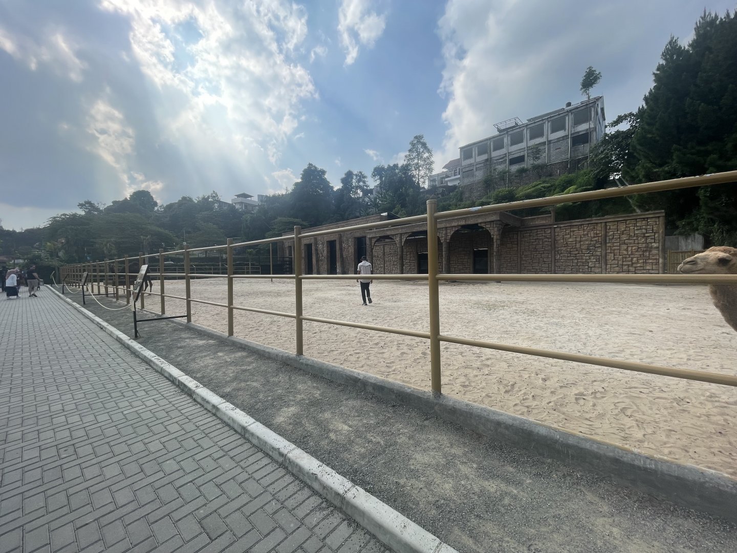 dromedary camel exhibit