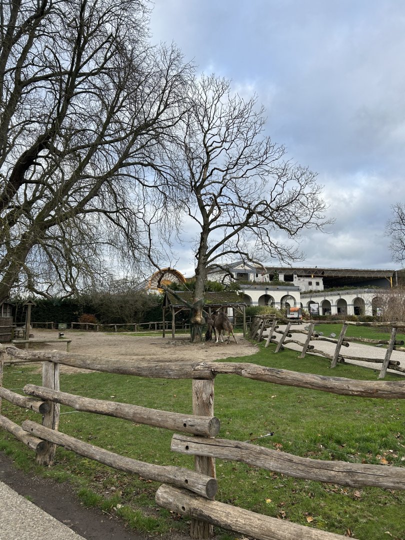 Dromedary camel exhibit