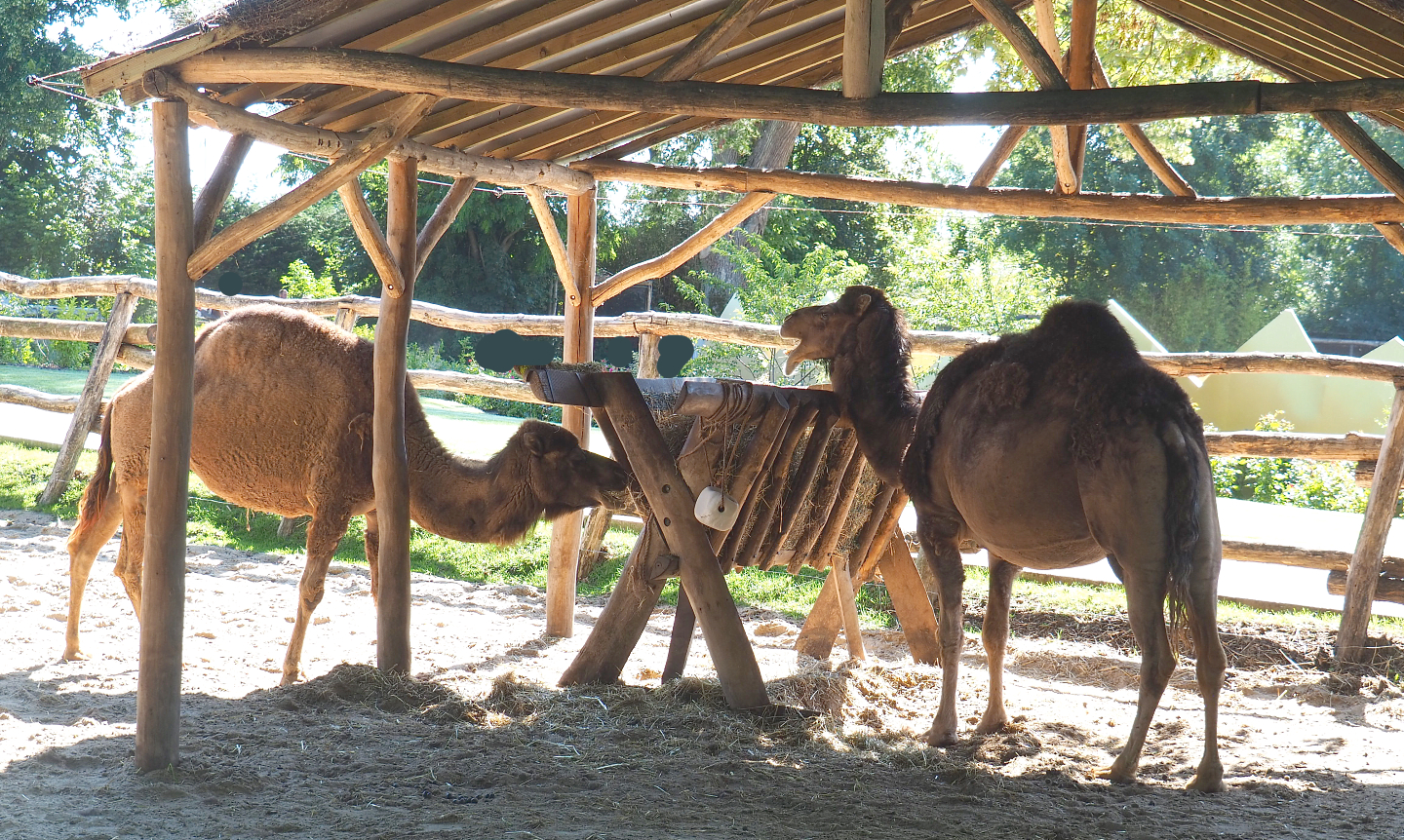 Dromedary camel feeding area, 2022-06-28