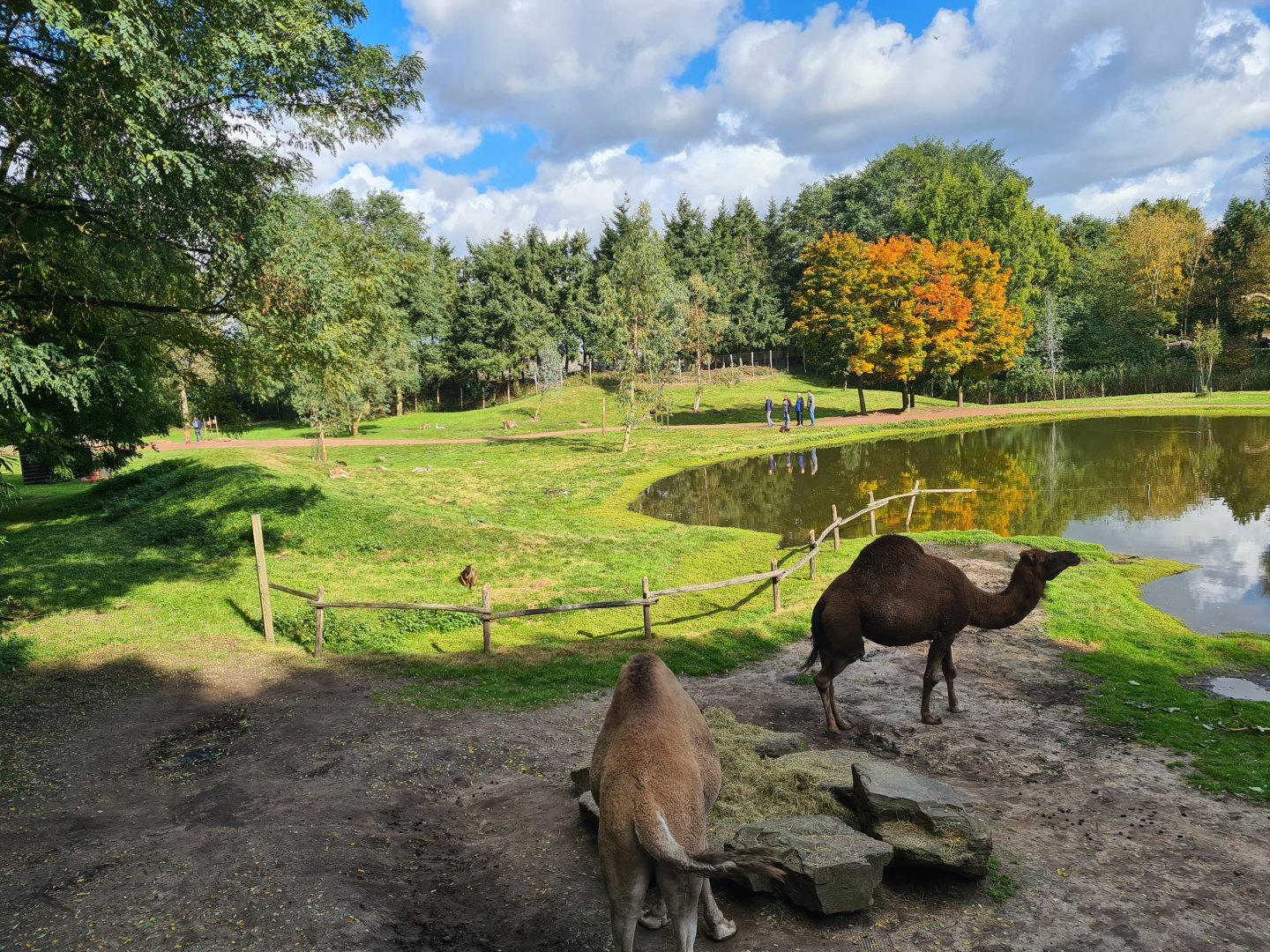 Dromedary camel habitat in Outback