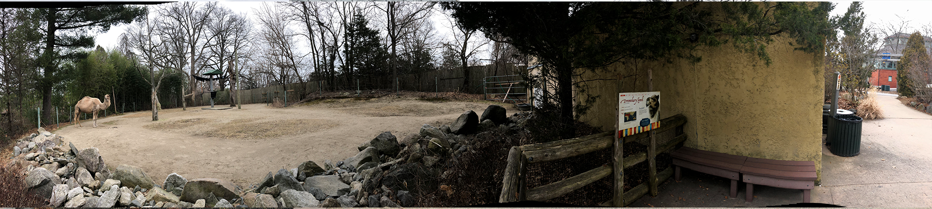 Dromedary Camel Habitat Panorama - Feb, 2020