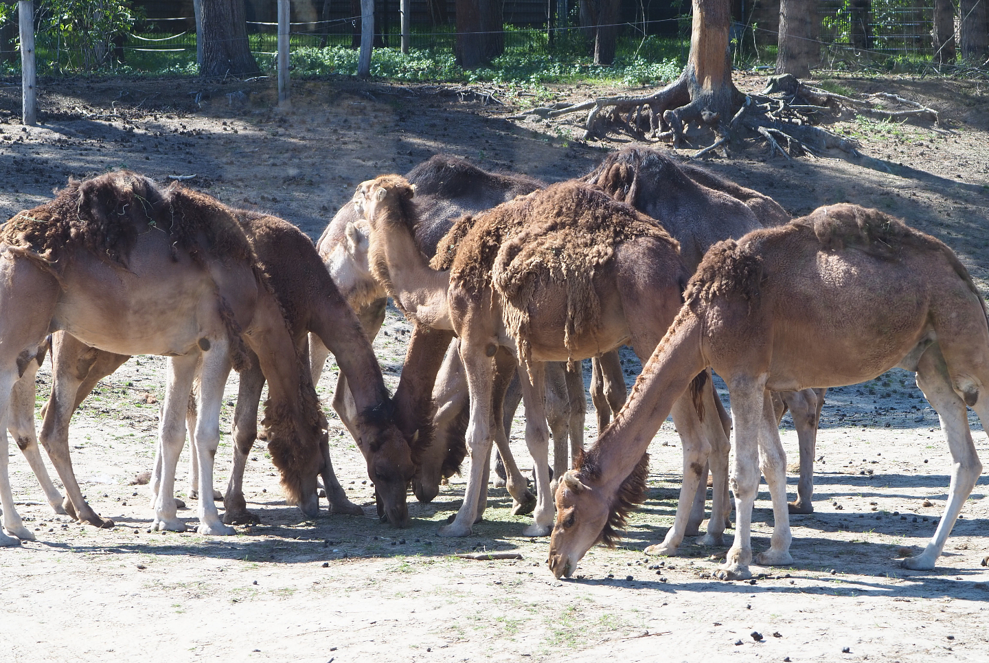 Dromedary camel herd (Camelus dromedarius), 2019-09-15