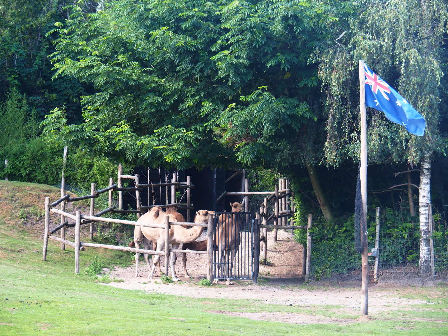 Dromedary camel holding paddock and Australian flag, 2019-08-11