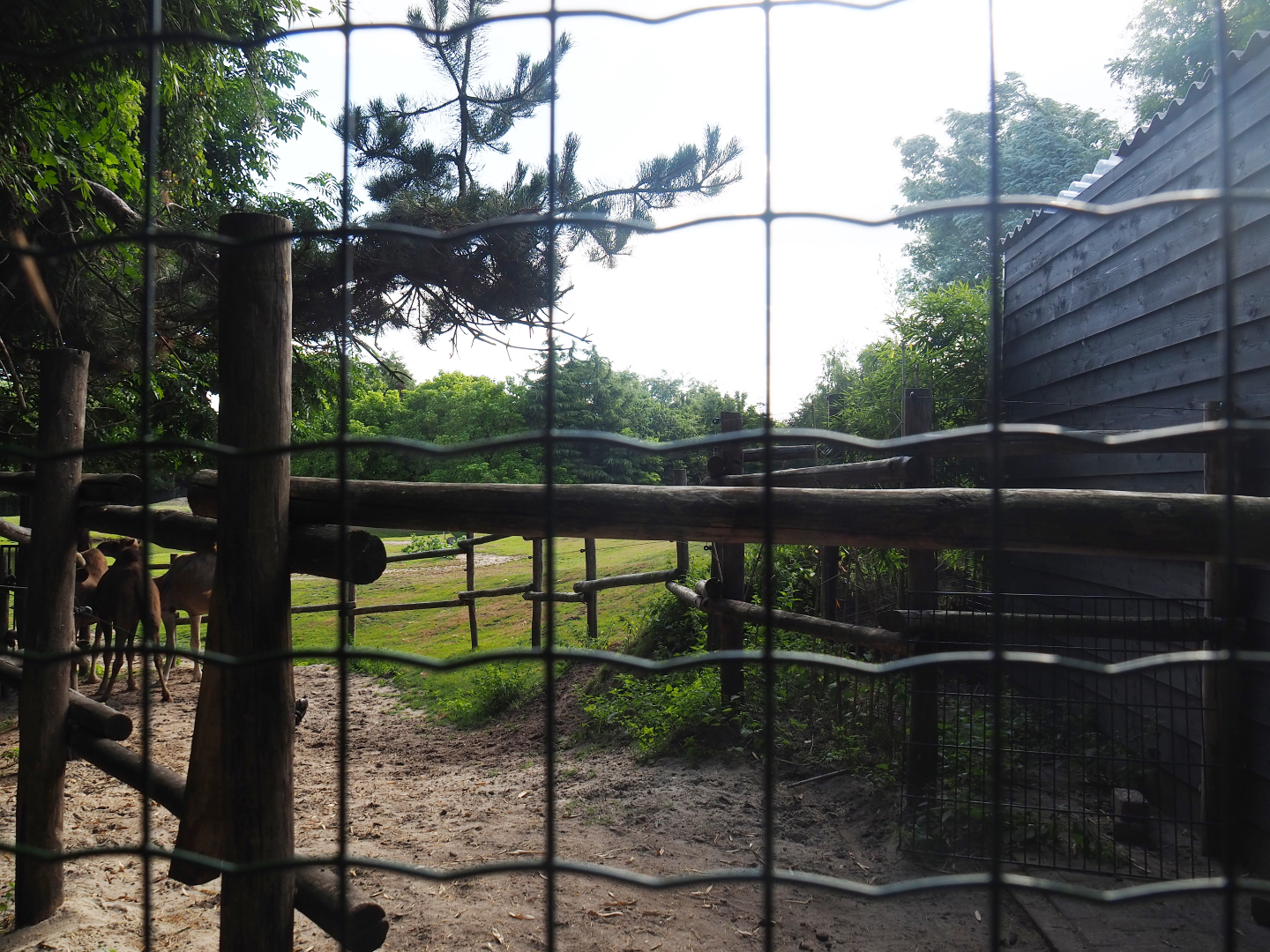 Dromedary camel holding pen and barn, 2019-08-11