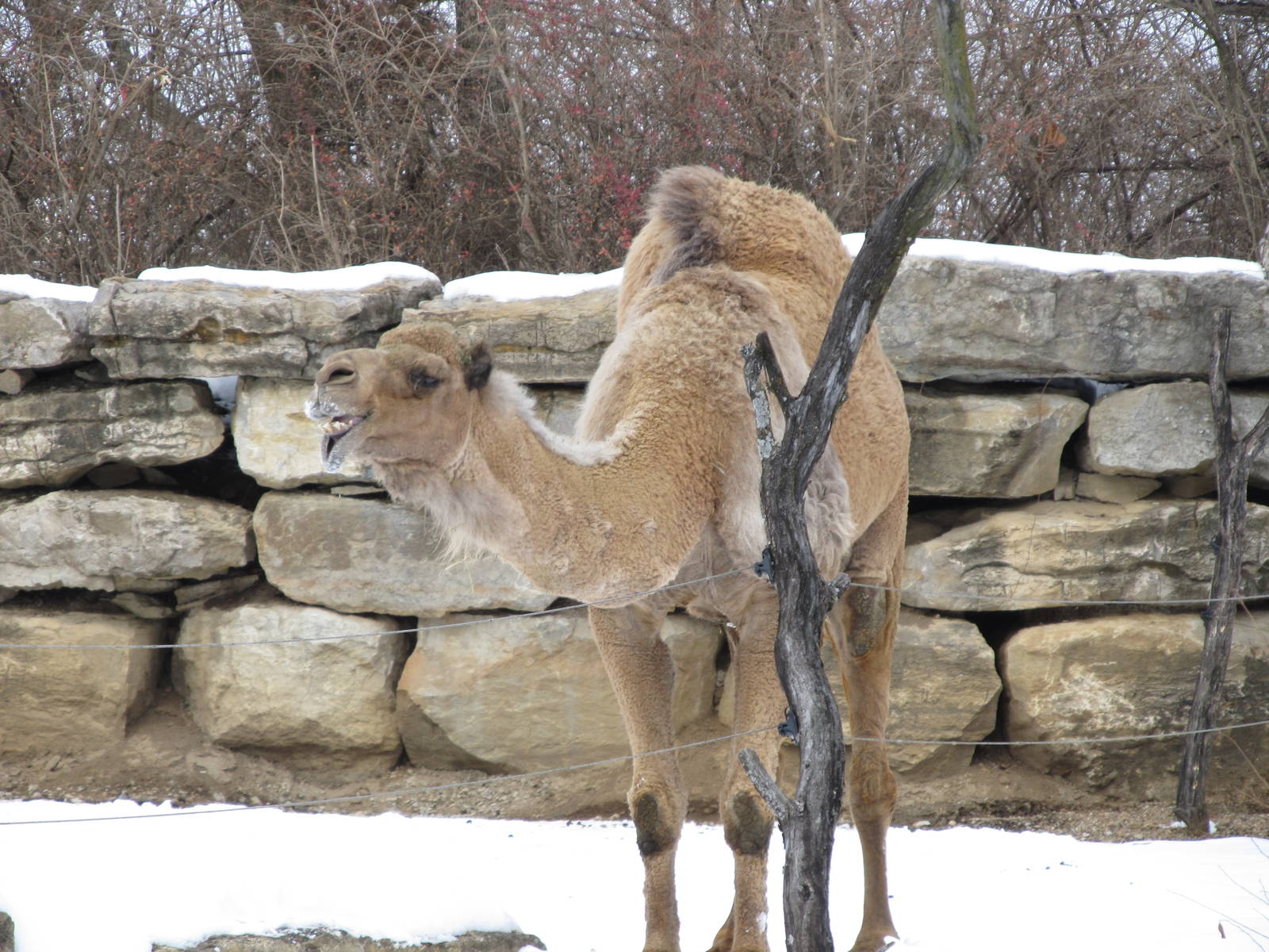 Dromedary Camel in Snow
