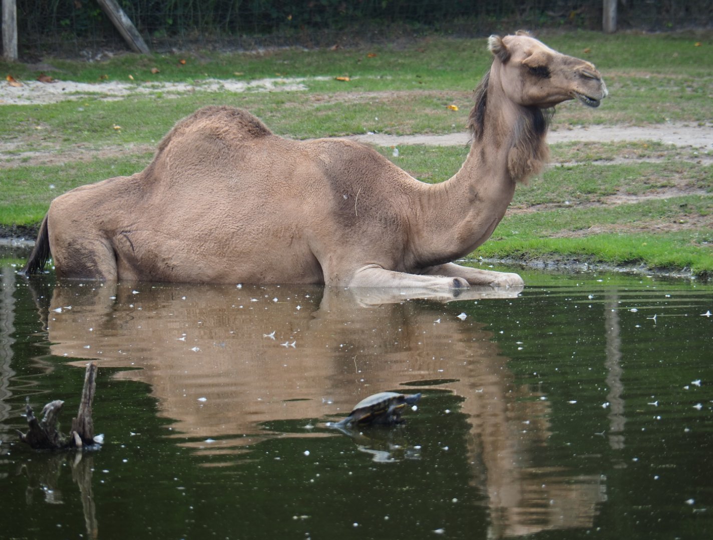 Dromedary camel in the pool (Camelus dromedarius), 2019-08-11