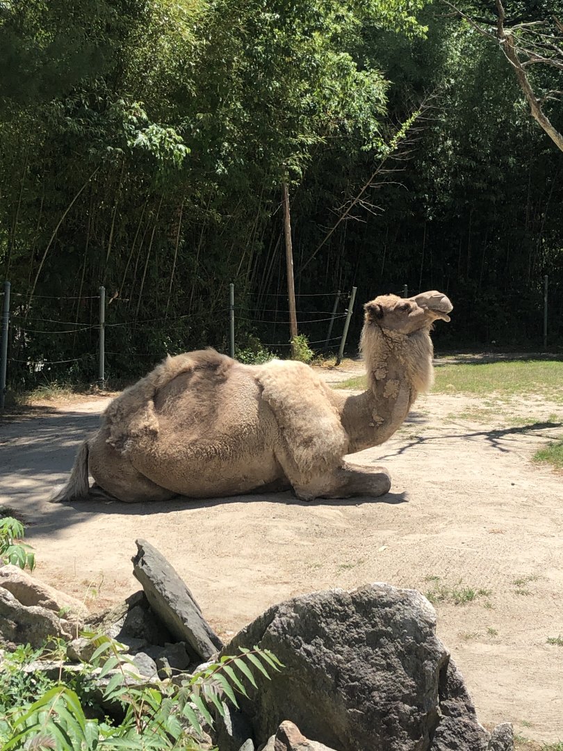Dromedary Camel - July, 2020