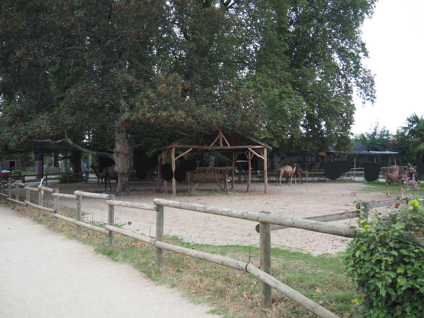 Dromedary camel paddock, 2020-09-03