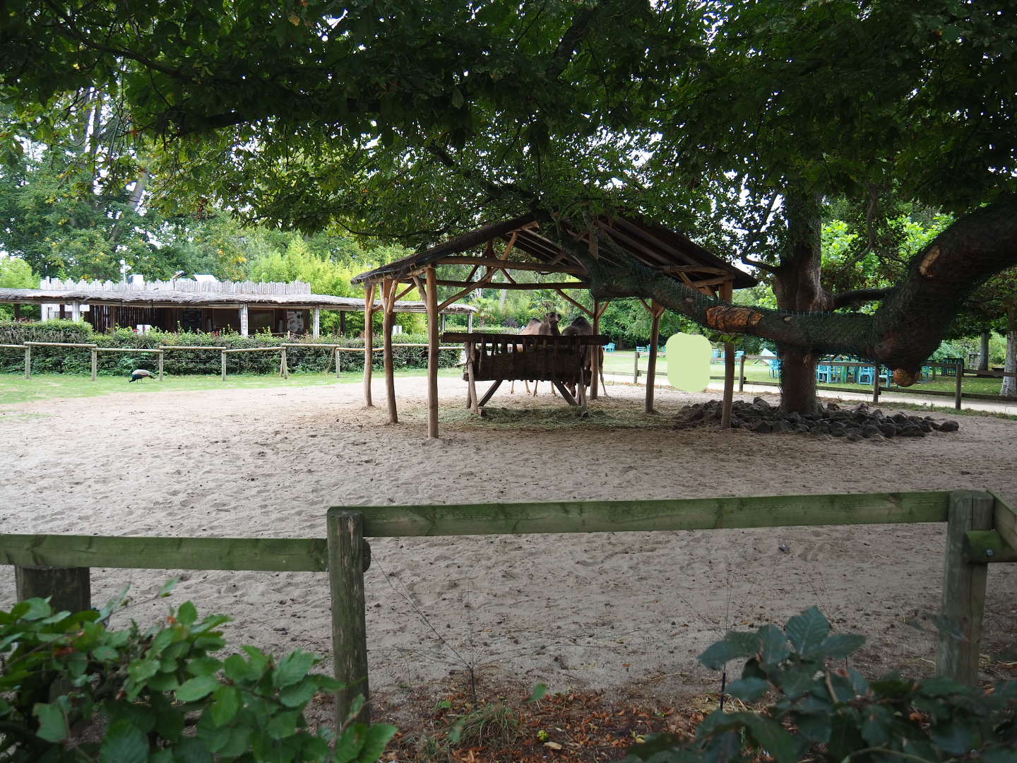 Dromedary camel paddock, 2020-09-03