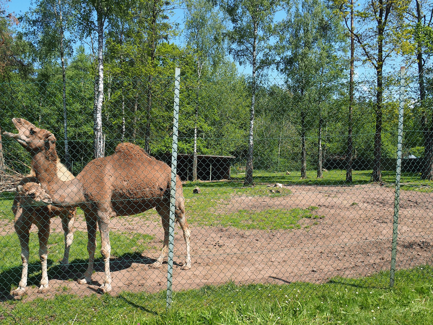 Dromedary camel paddock, 2023-05-19