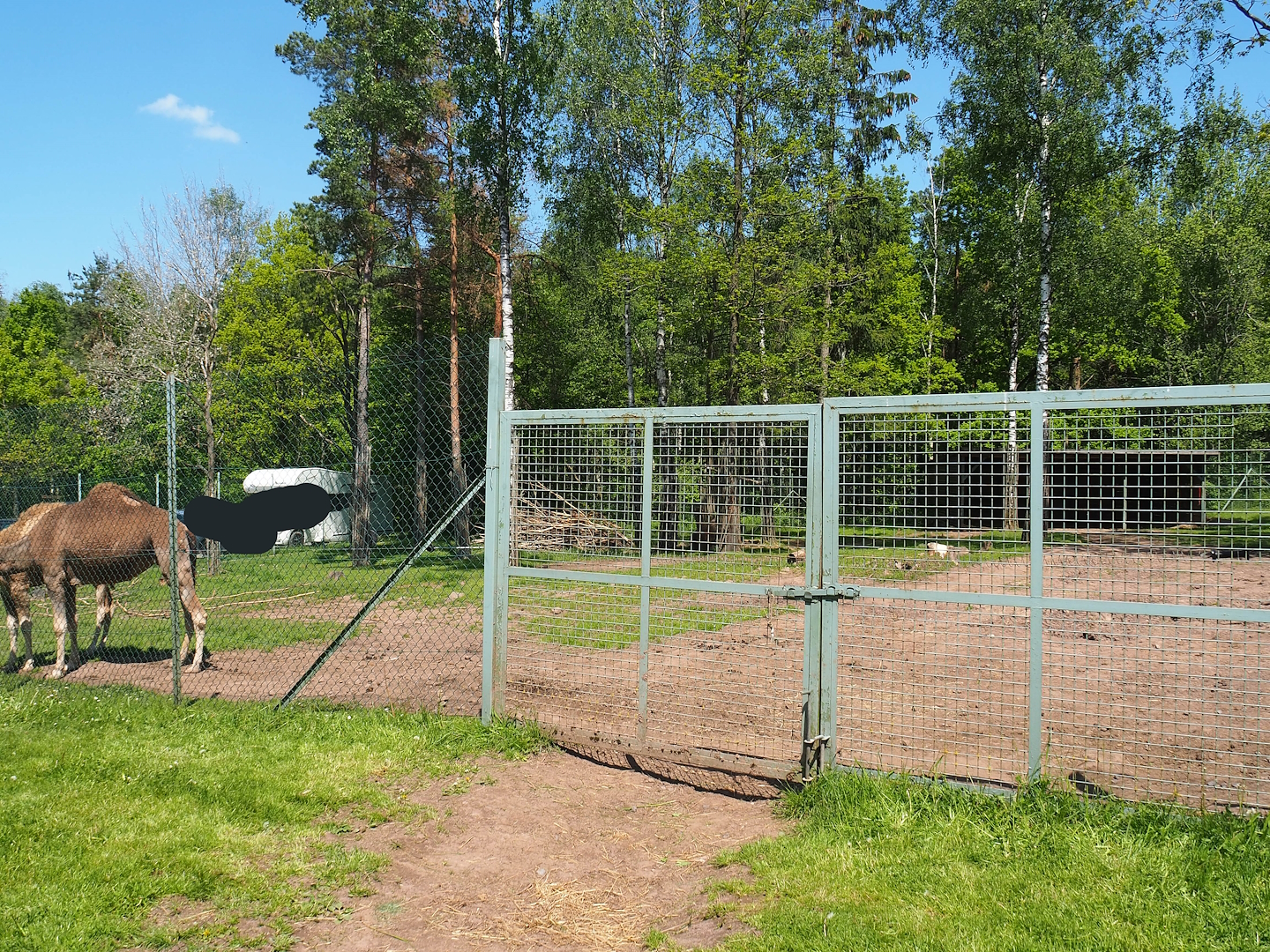 Dromedary camel paddock, 2023-05-19