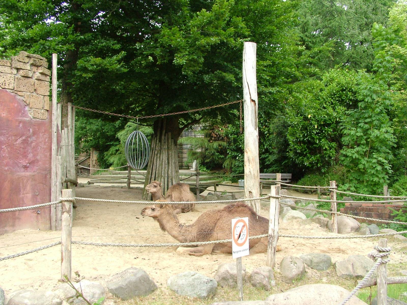 Dromedary Camel Paddock at Amersfoort, 01/06/12