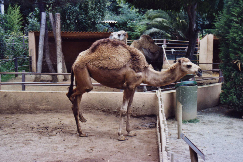 Dromedary camel - Parc de les Aus