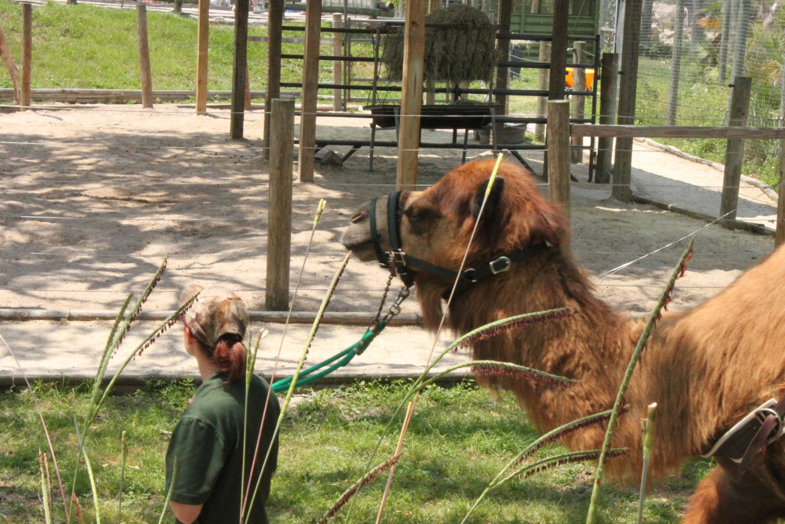 dromedary camel ride 5/11/2011