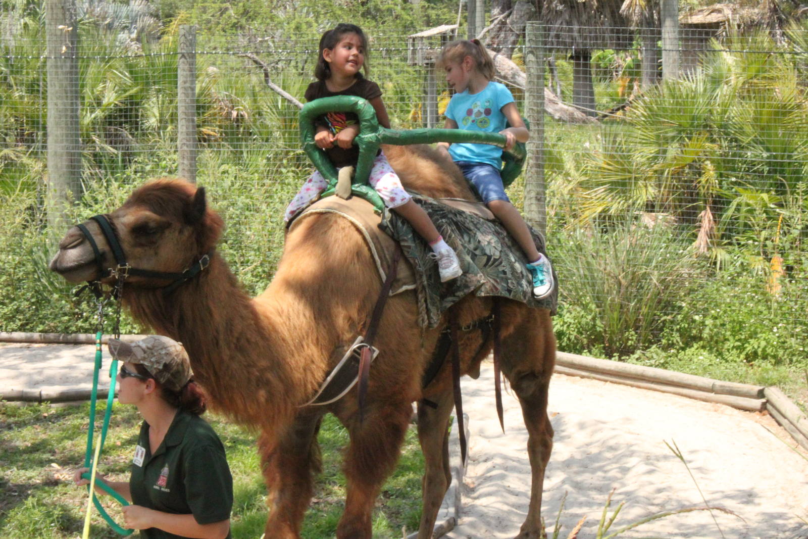 dromedary camel ride 5/22/2011