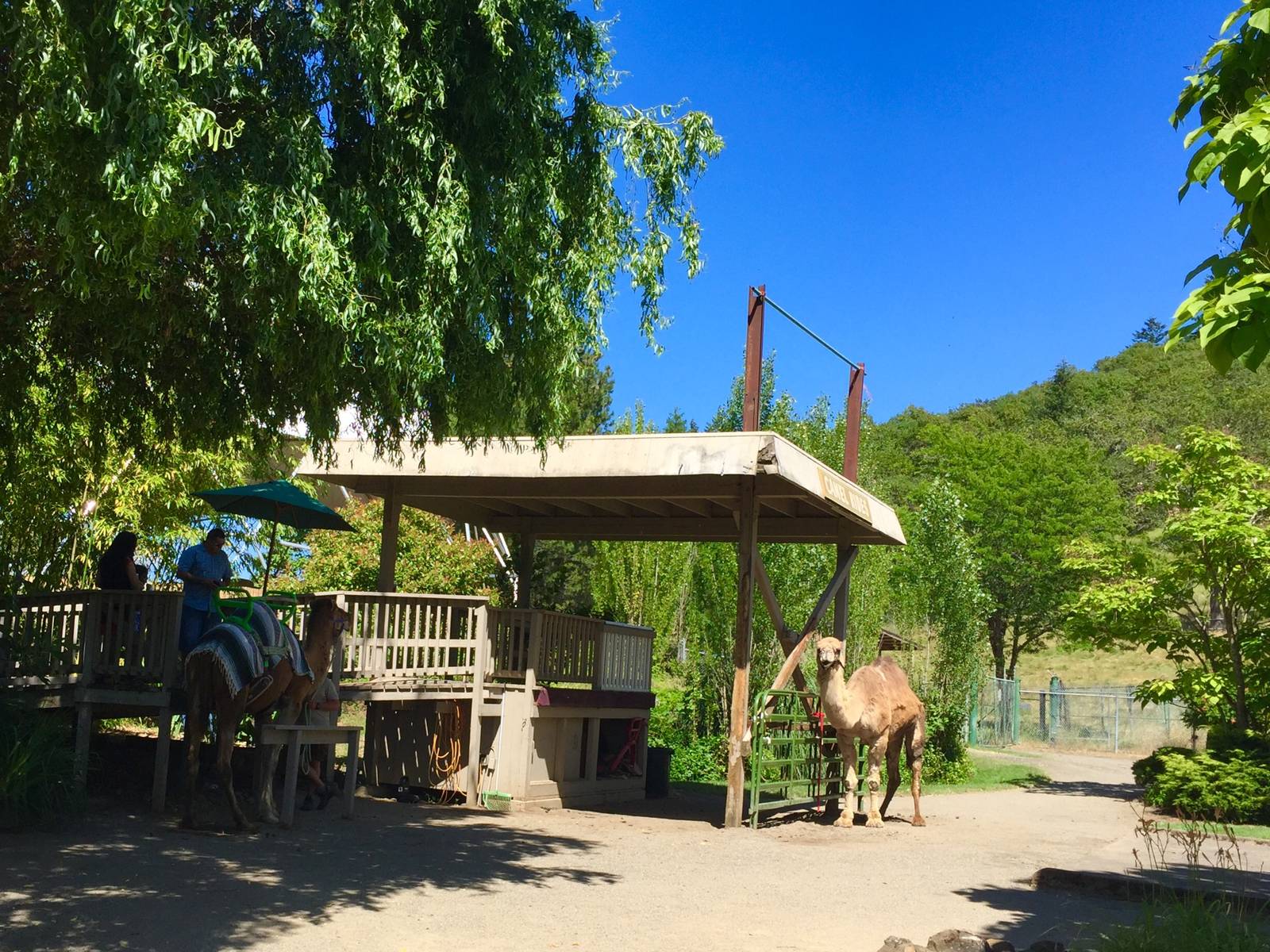 Dromedary Camel Rides