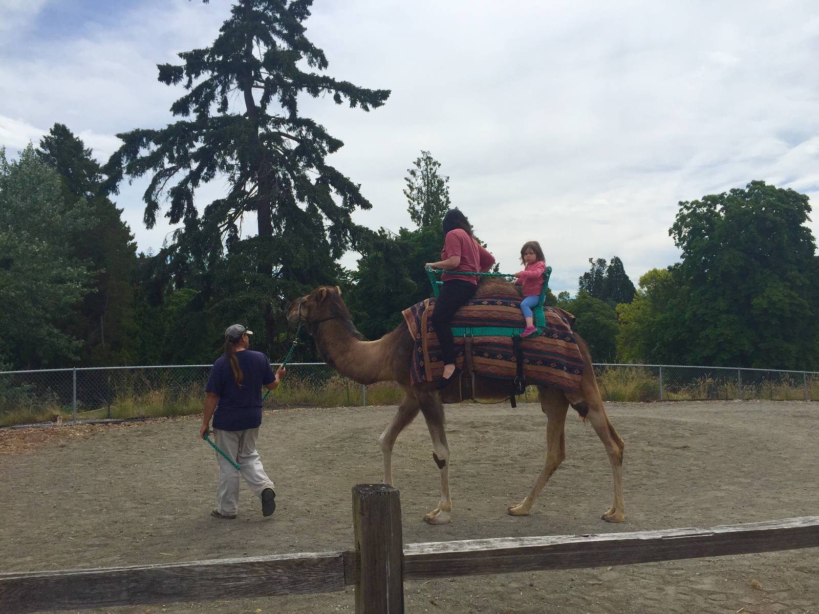 Dromedary Camel Rides