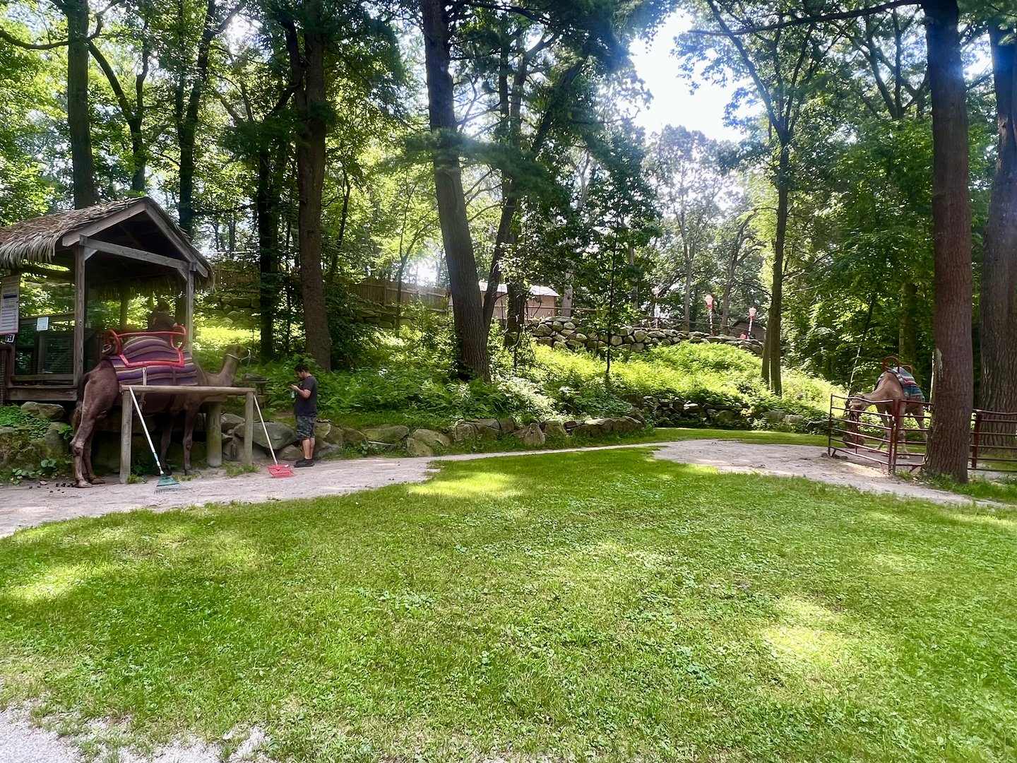 Dromedary Camel Rides