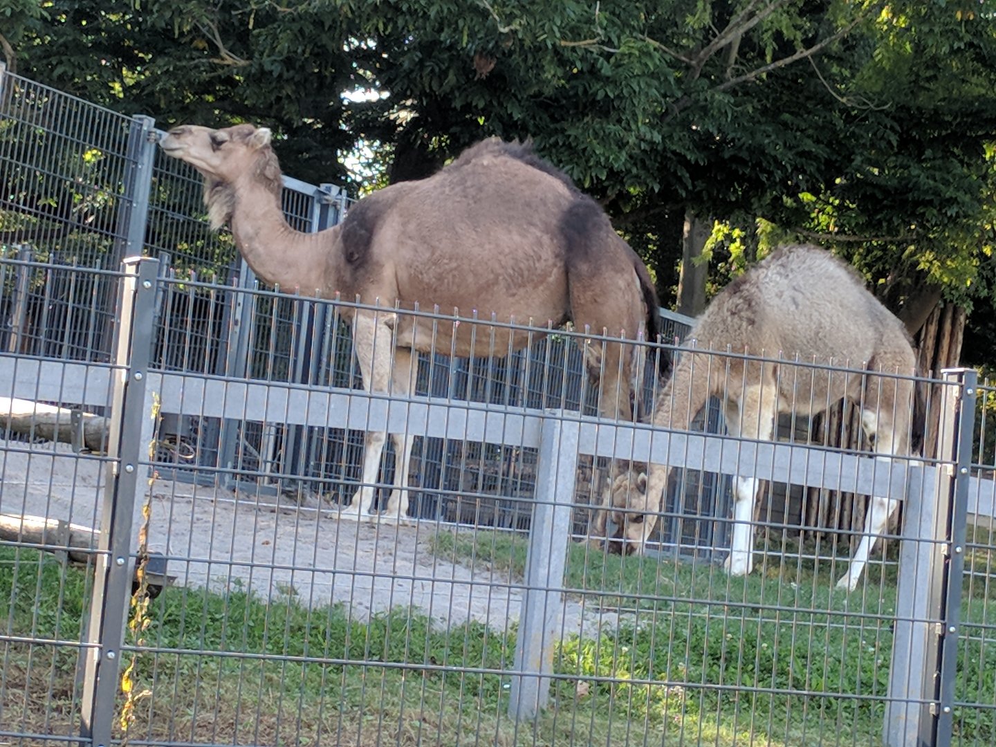Dromedary Camel  with Calf