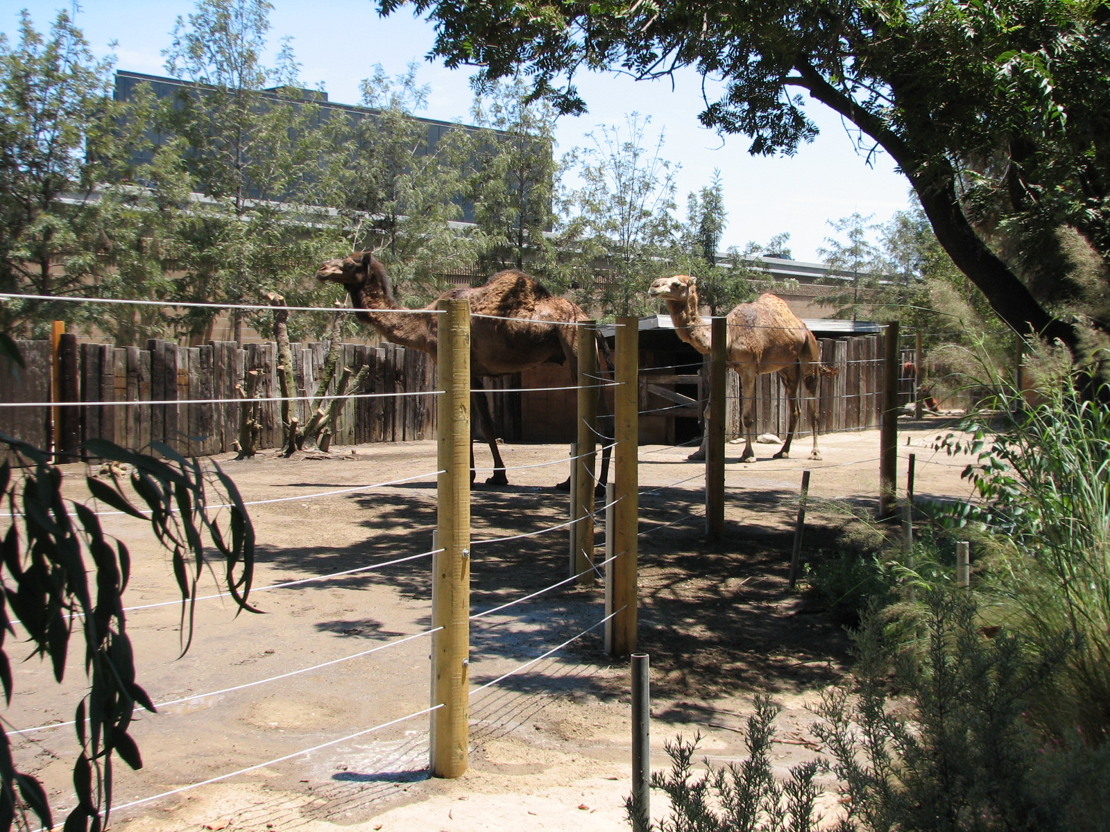 Dromedary Camel Yard