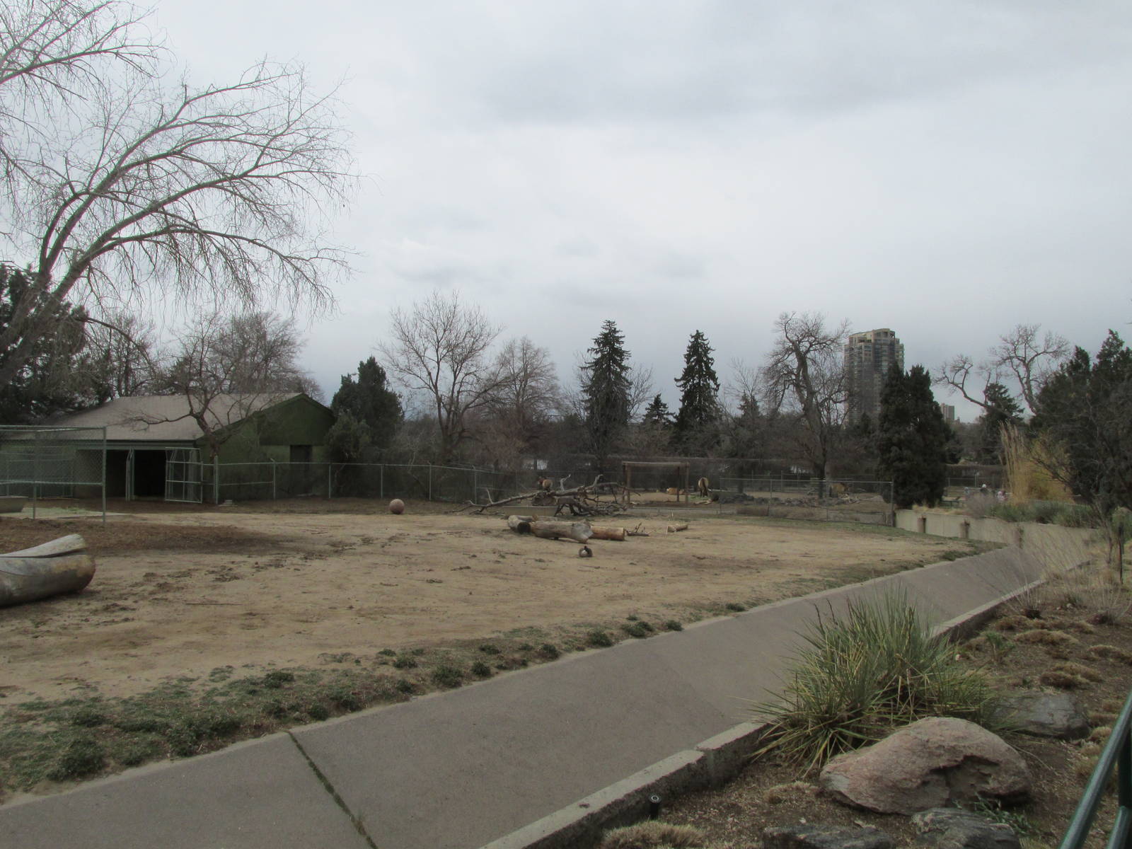 Dromedary Camel Yard