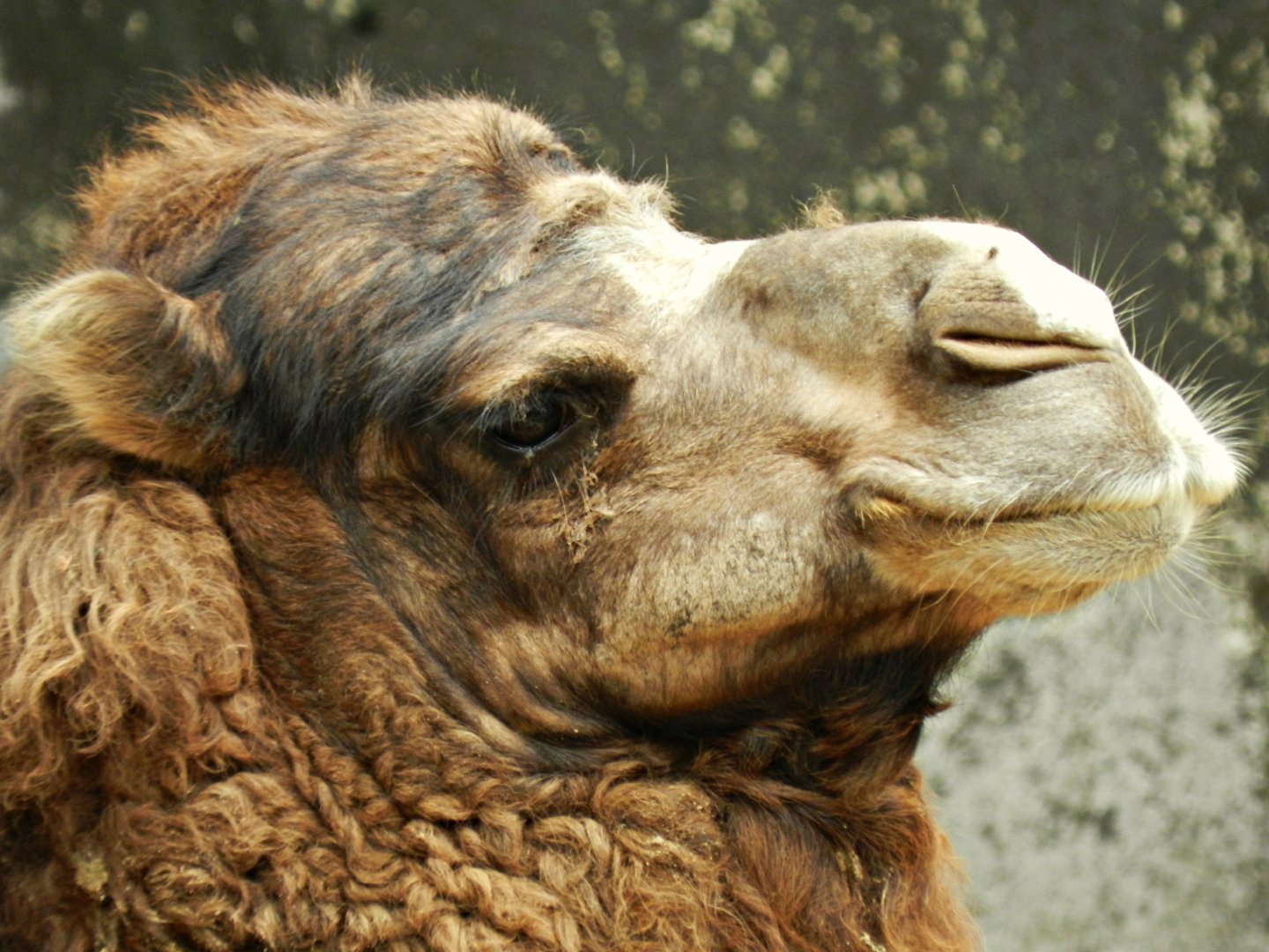 Dromedary camel - Zoo São Paulo
