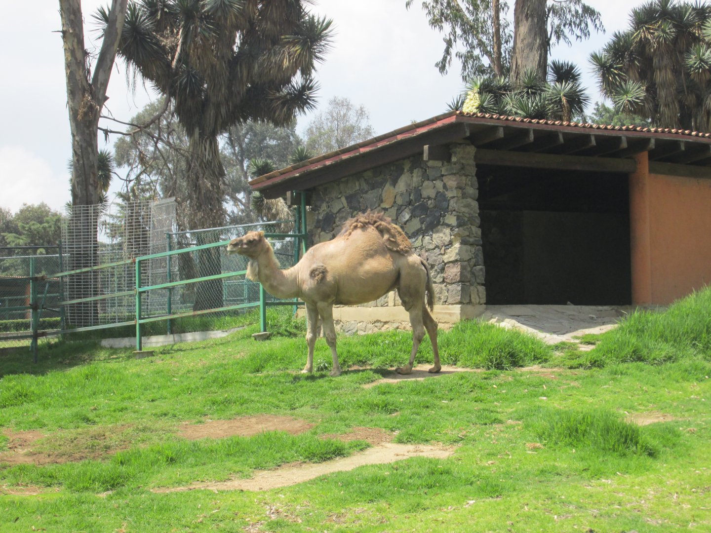 DROMEDARY CAMEL ZOOLOGICO DE ZACANGO