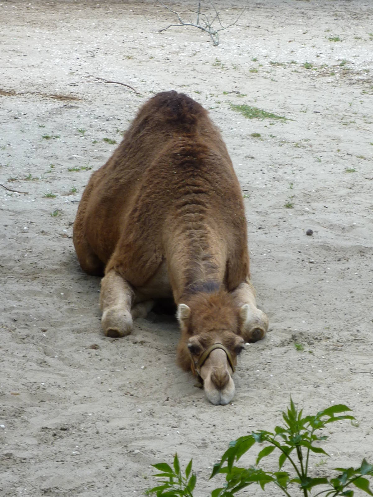 Dromedary Camel