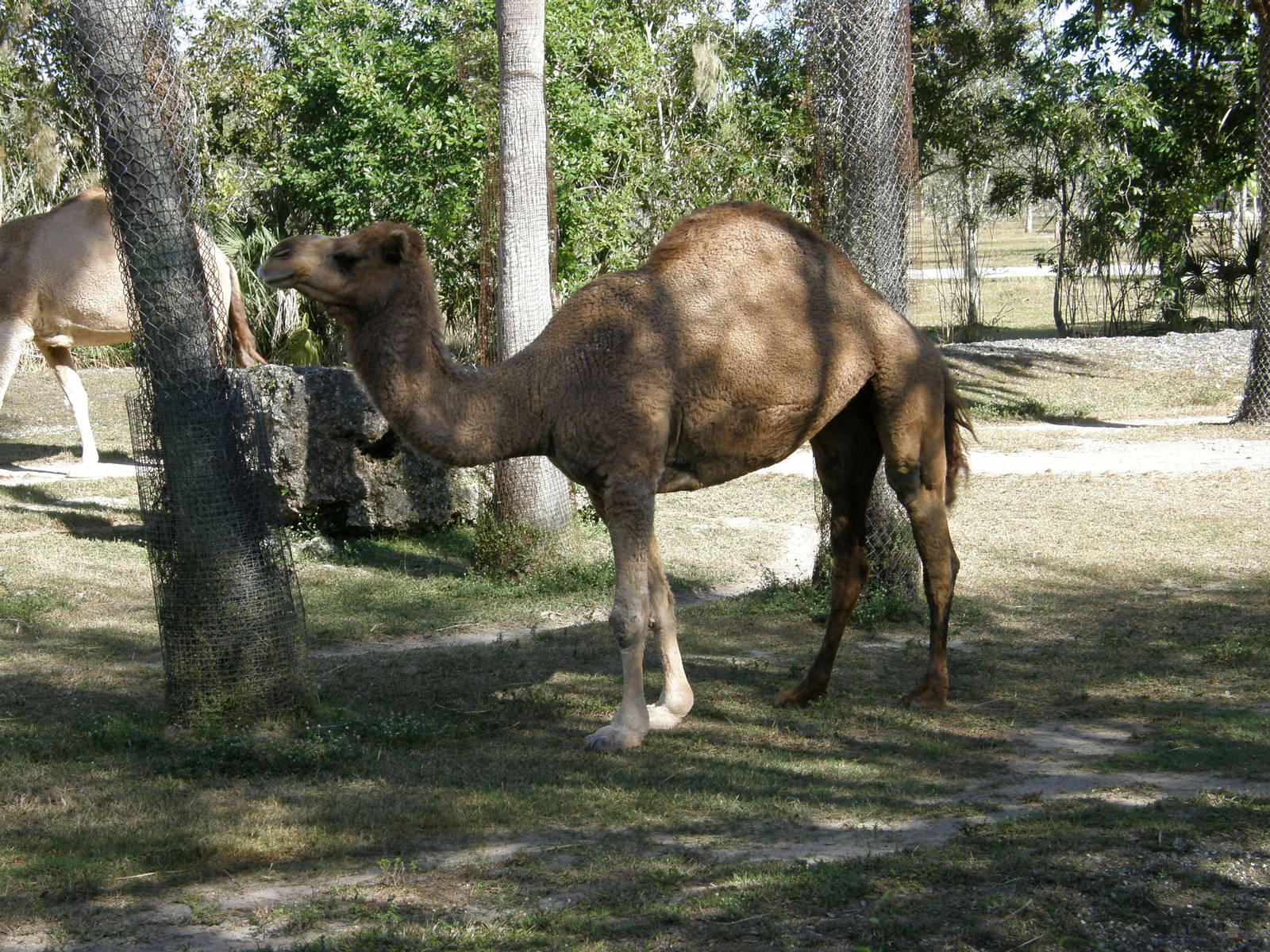 dromedary camel