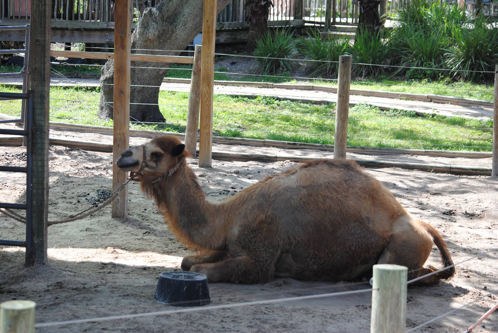 Dromedary Camel