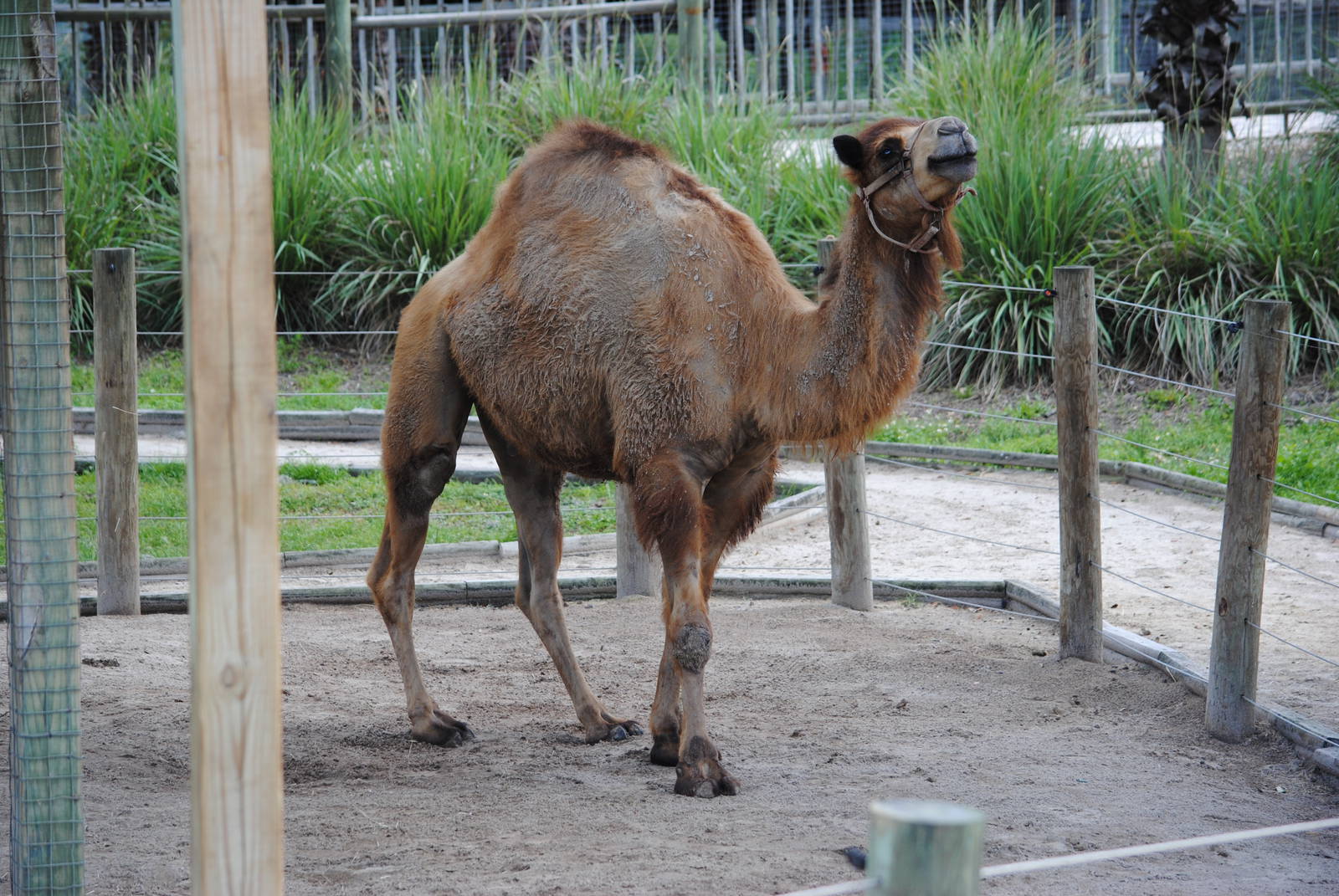 Dromedary Camel