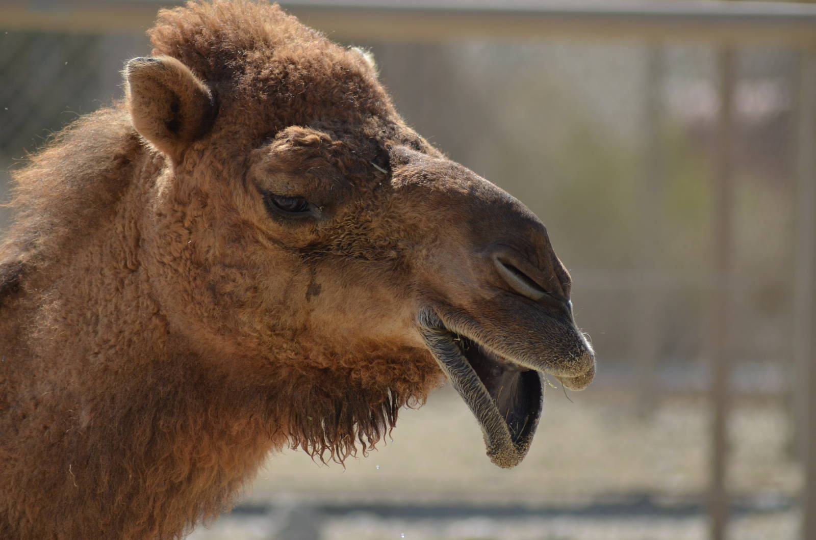 Dromedary Camel