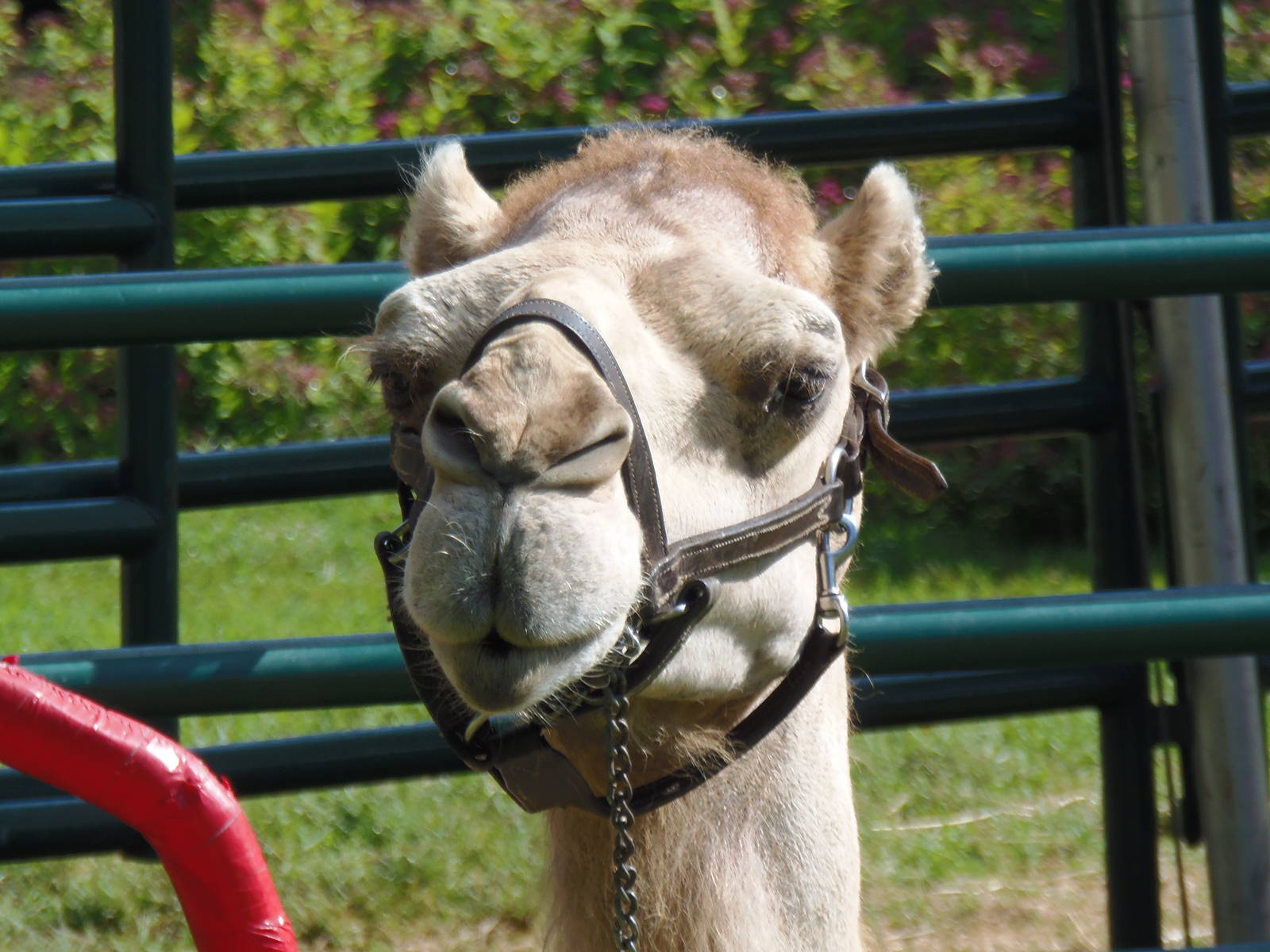 Dromedary Camel