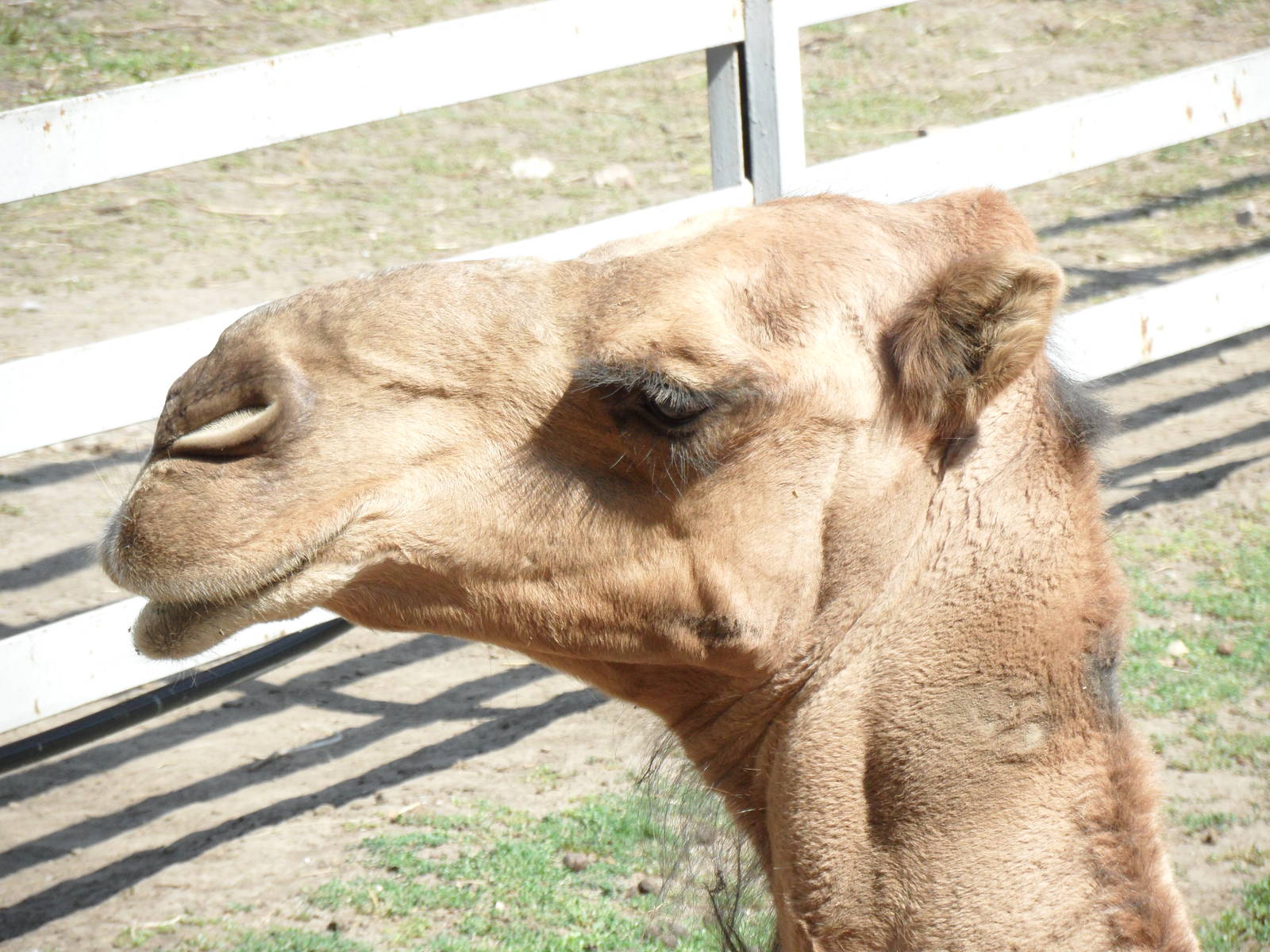 Dromedary camel
