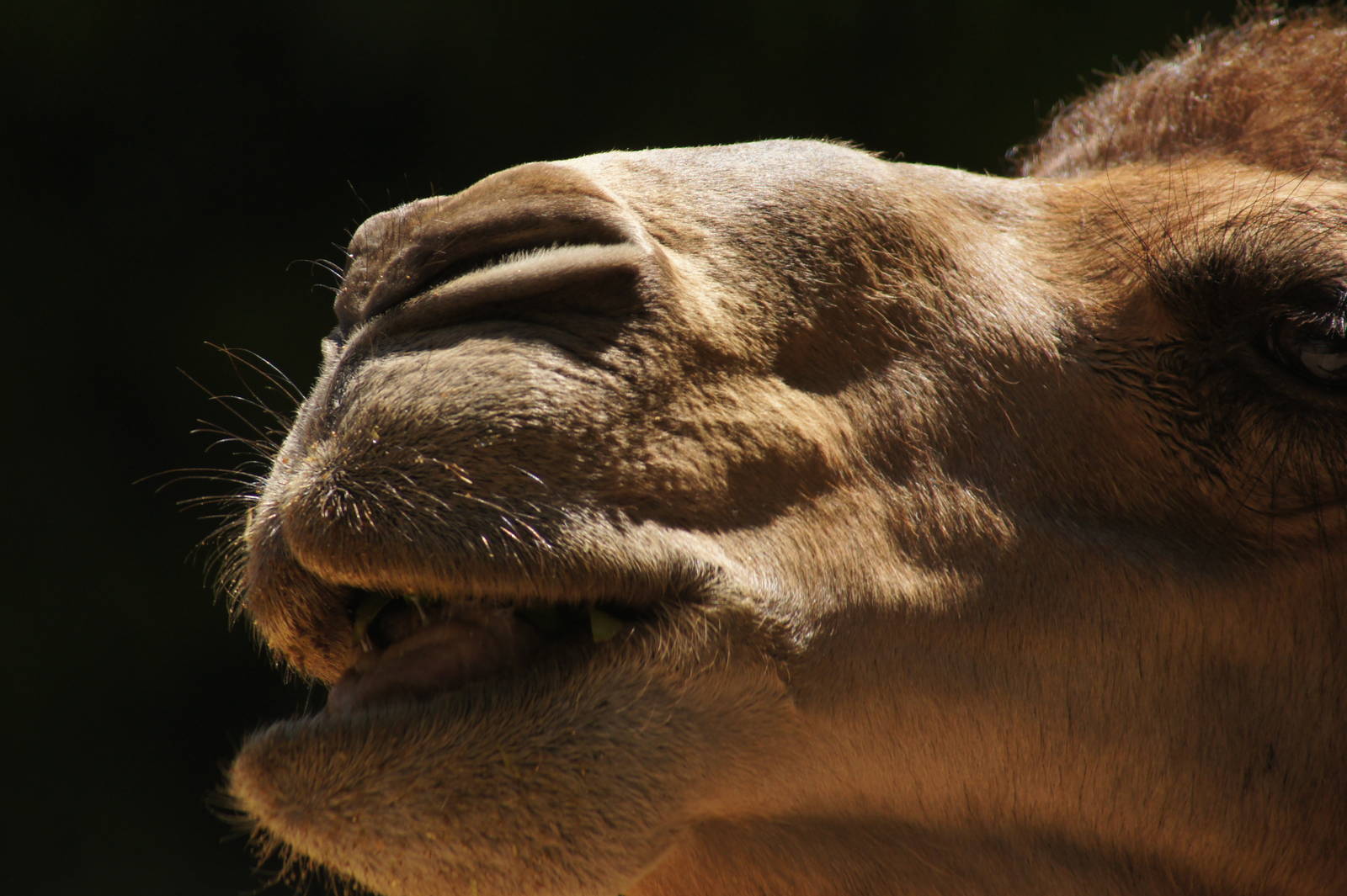 Dromedary camel
