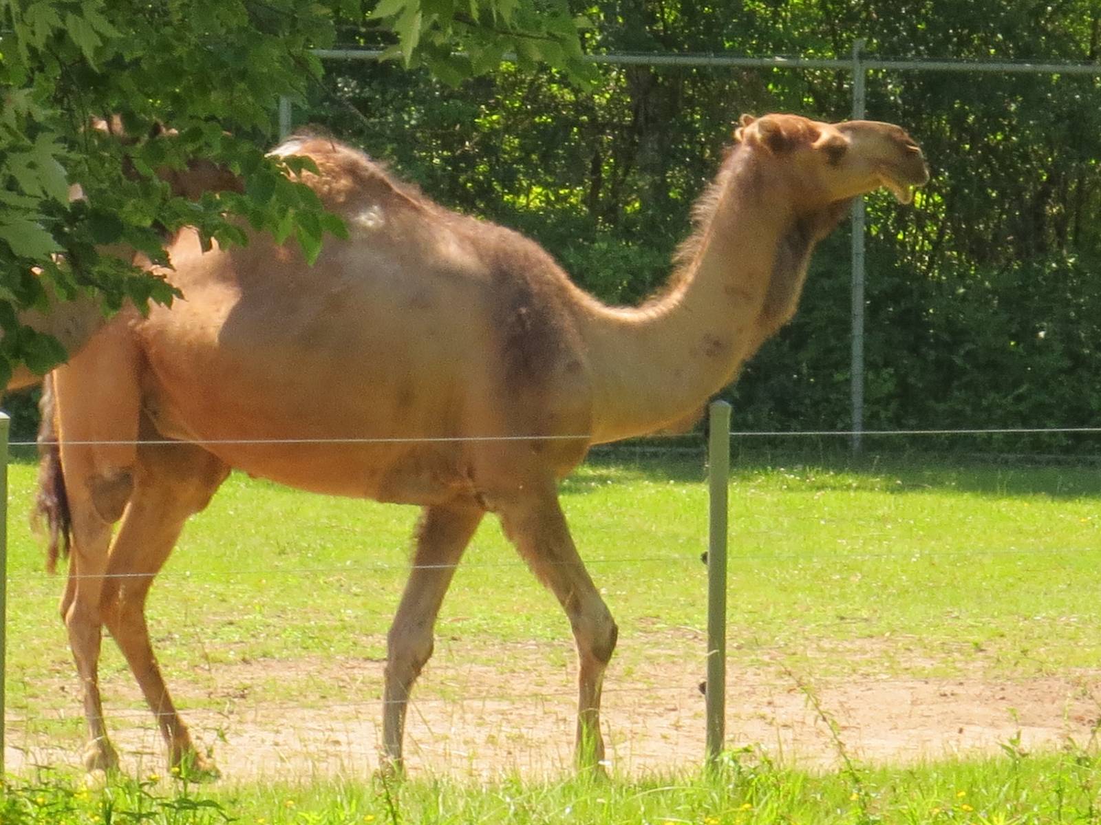 Dromedary Camel