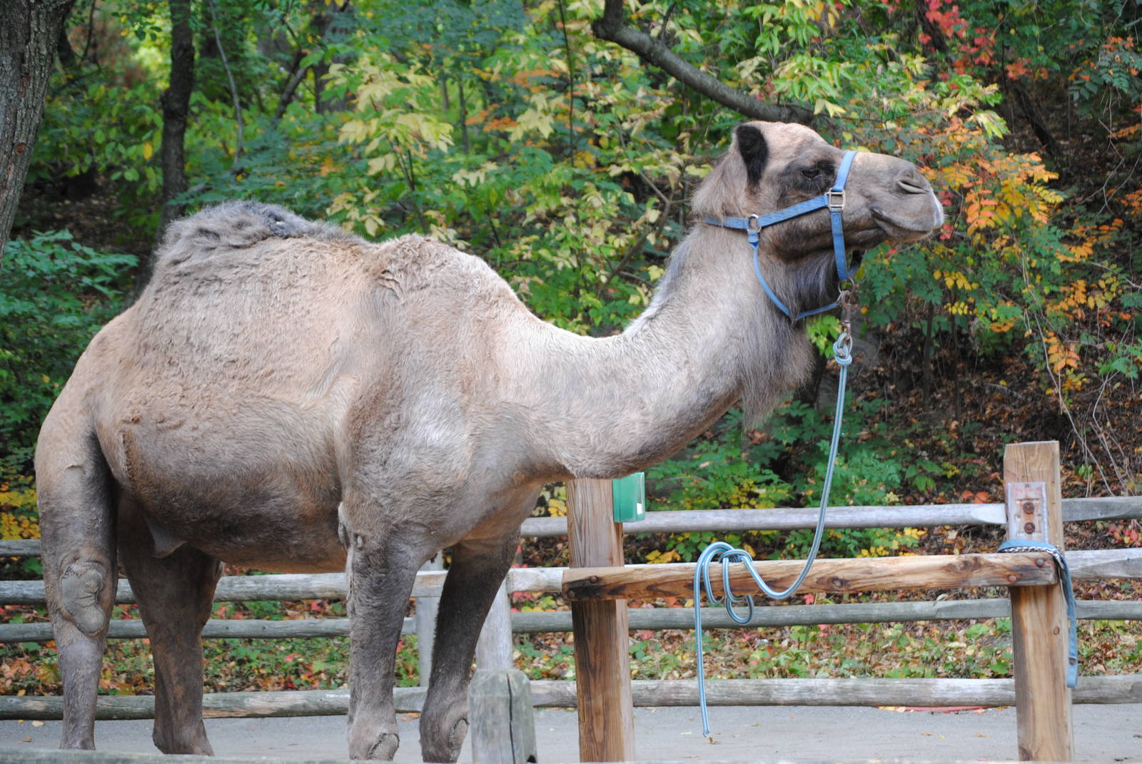 Dromedary Camel