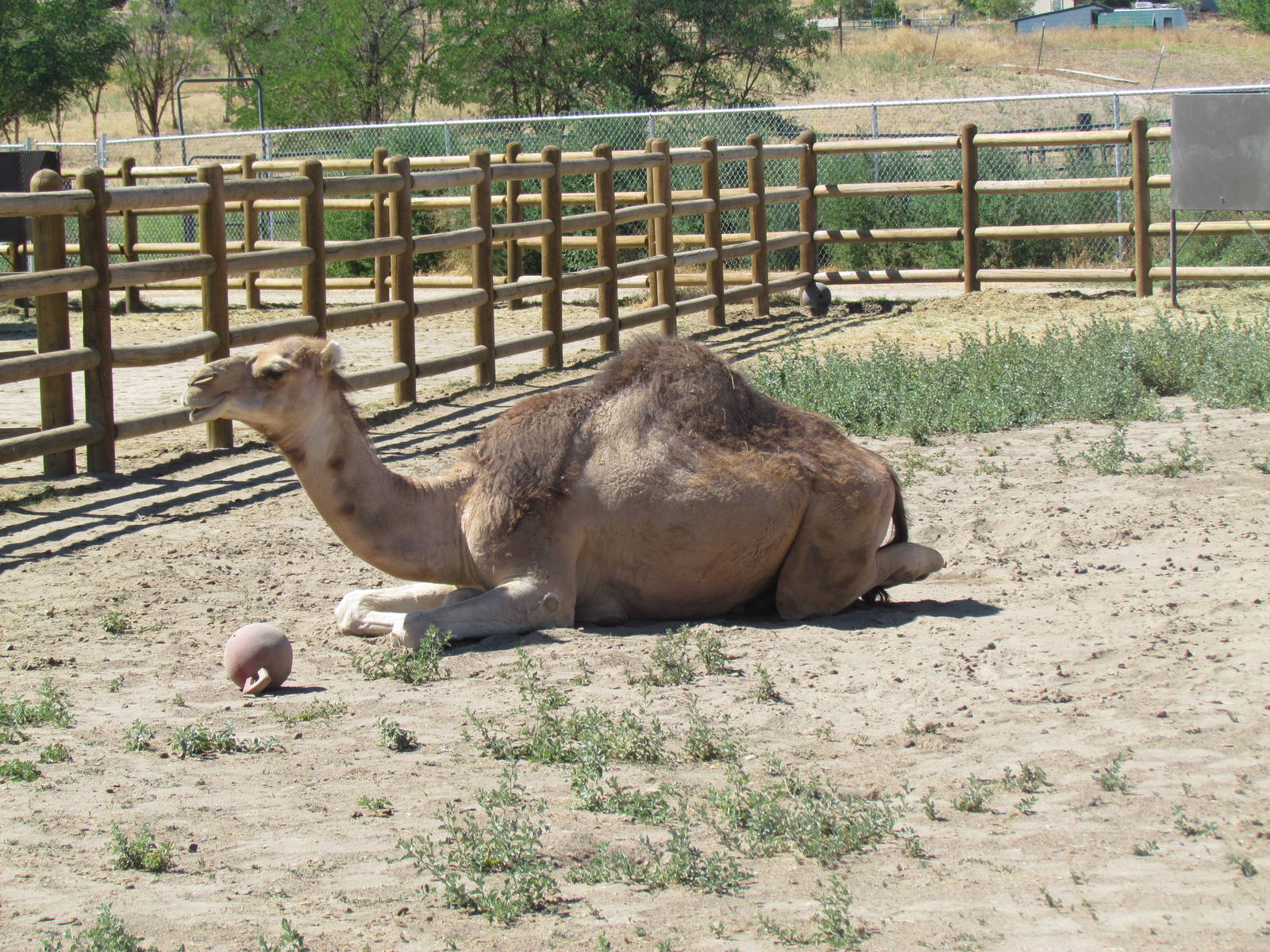 Dromedary Camel