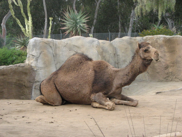Dromedary Camel